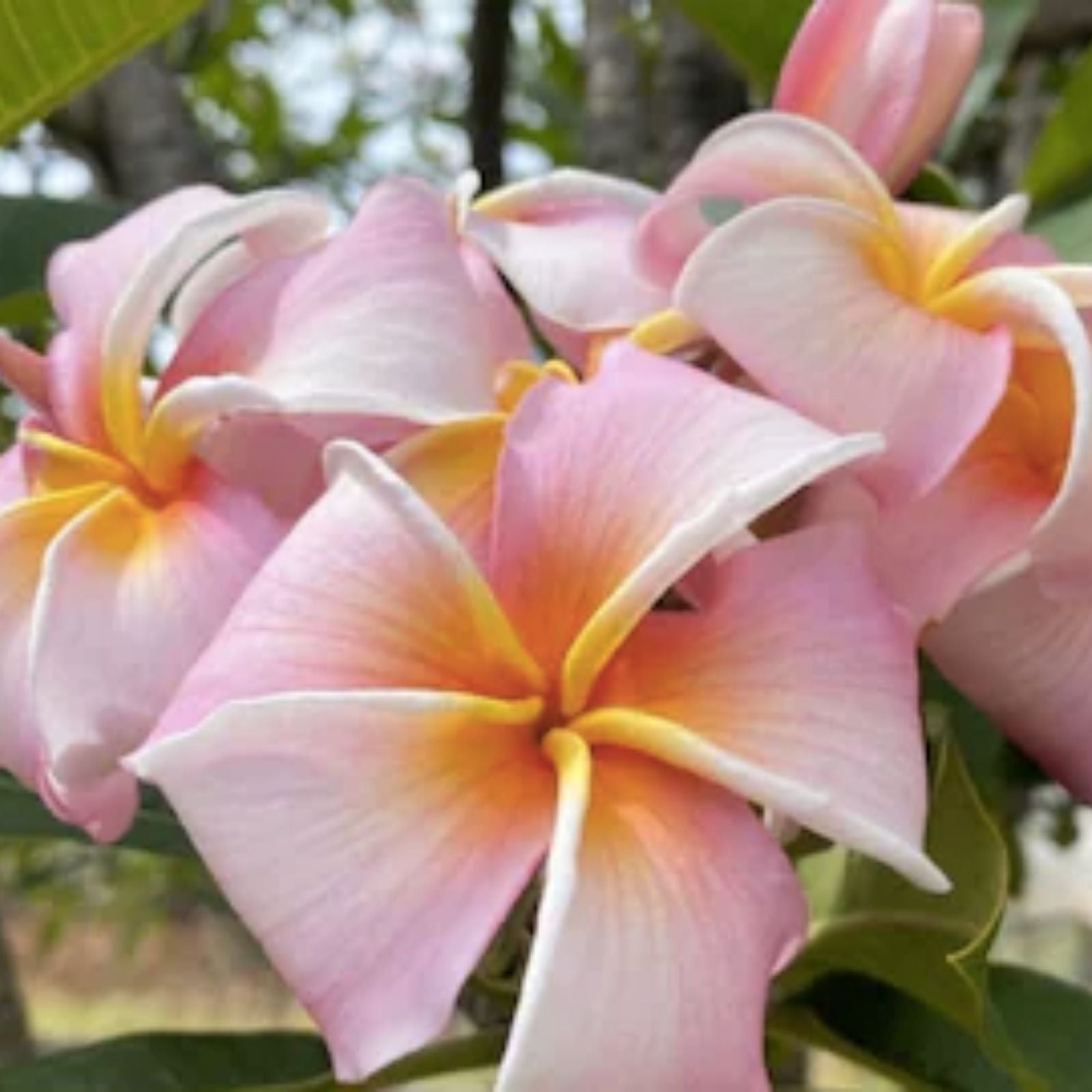 Rooted Plumeria Plant Cutting - Stargazer Variety, 12 Inches, 1 Tip, Plumeria spp. Tropical Flowering Plant