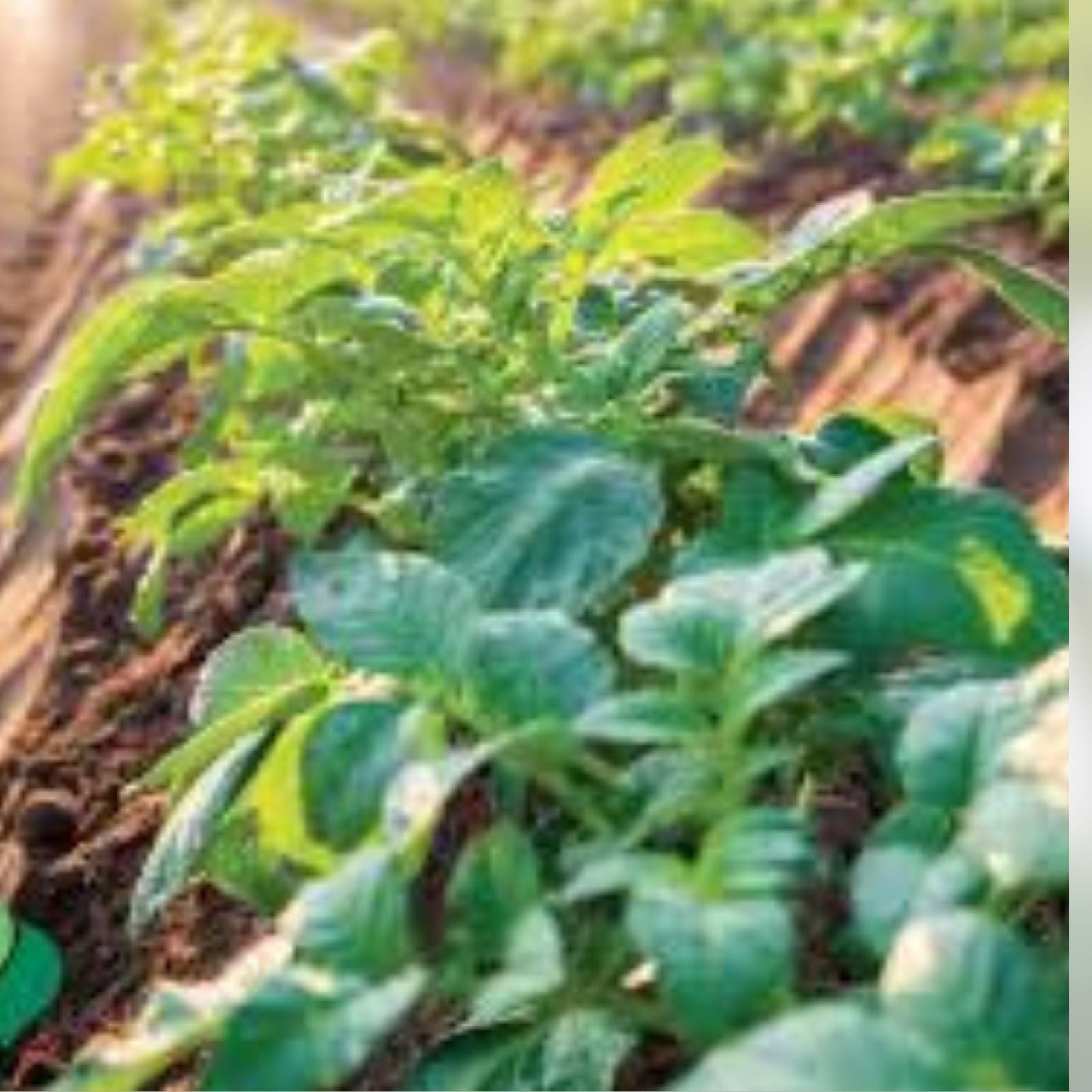 Kennebec Potato Seed Starters 3 lbs – White Skin, Disease Resistant, Solanum tuberosum, Home Garden Planting