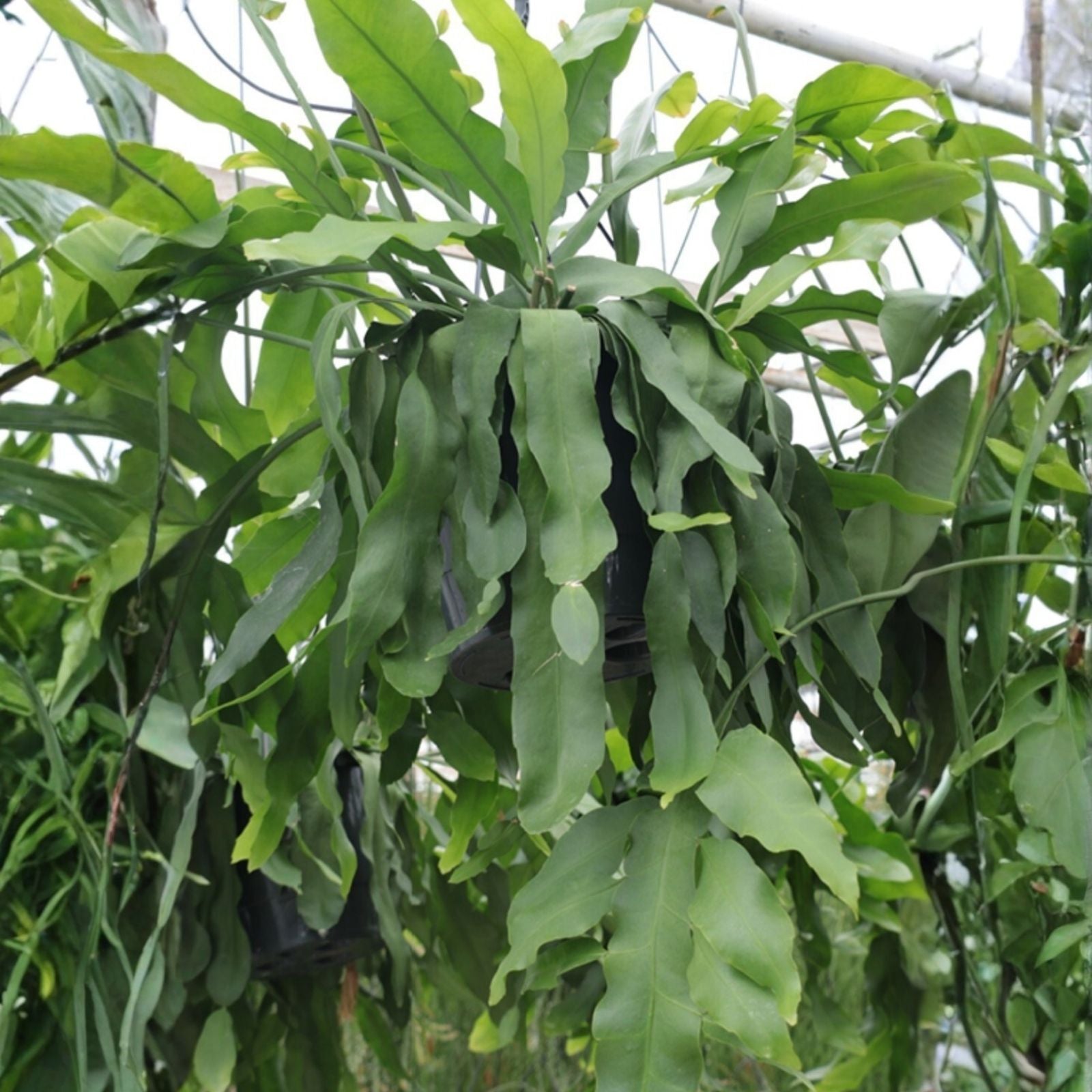 Rare Epiphyllum Crenatum Beavertail Cutting – Unique Succulent Plant, 6-8 Inches, Fresh Cactus Cuttings