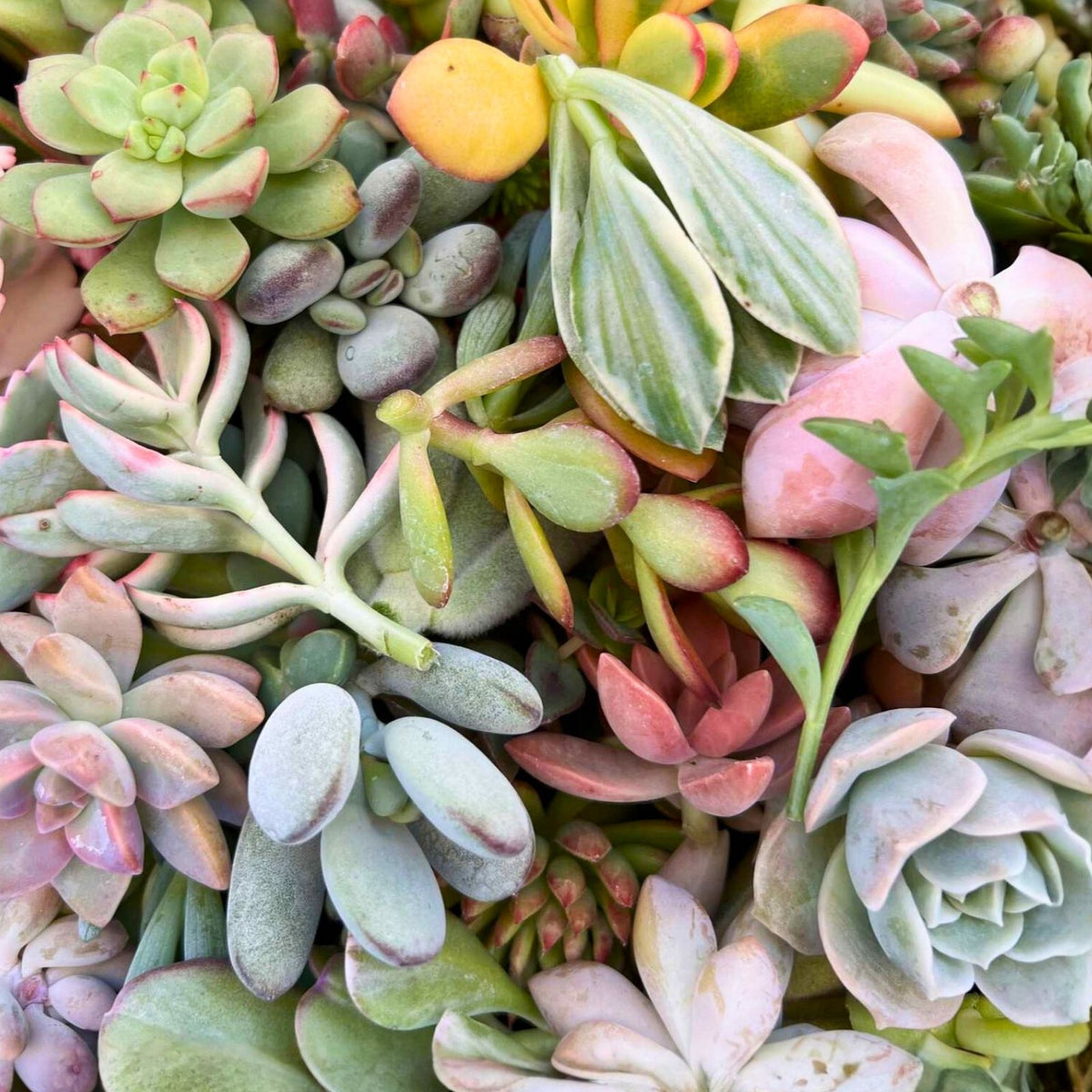 Fresh Succulent Cuttings Assortment - 5 Unique Varieties + 1 Free - Perfect for Plant Lovers and DIY Gardening Projects