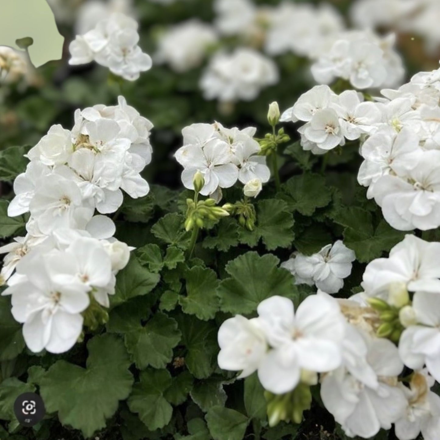 Snow White Zonal Geranium Cuttings 8-Pack, Pelargonium 'Hint of Pink' Indoor Outdoor Gardening Plants