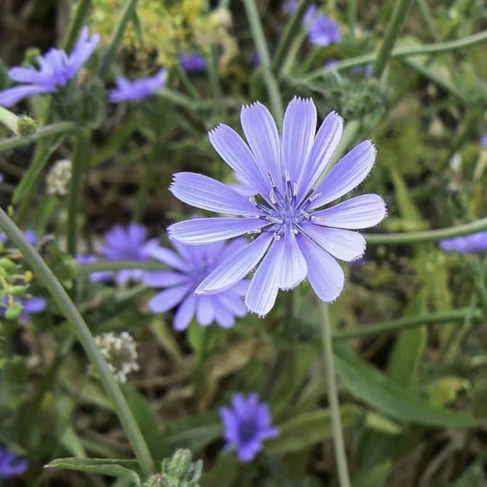 Chickory Wildflower Seeds 2,000 Count Native Pollinator Mix for Gardens and Landscapes
