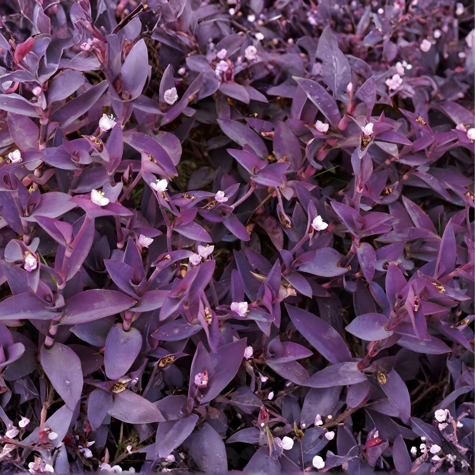 Wandering Jew Cuttings Set of 3 - Purple Heart Tradescantia pallida - Not Rooted Starter Plants for Hanging Pots and Gardens