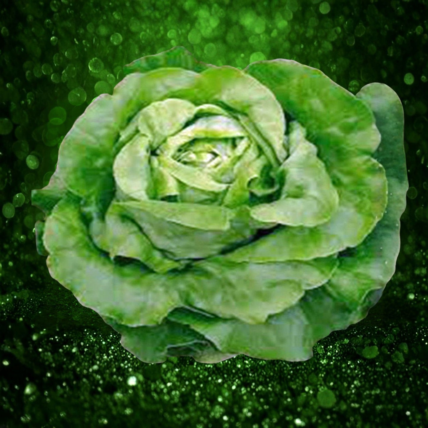Butterhead Lettuce Seeds 50+ Count – Buttercrunch Variety – Non-GMO Lactuca sativa var. capitata Gardening Seeds