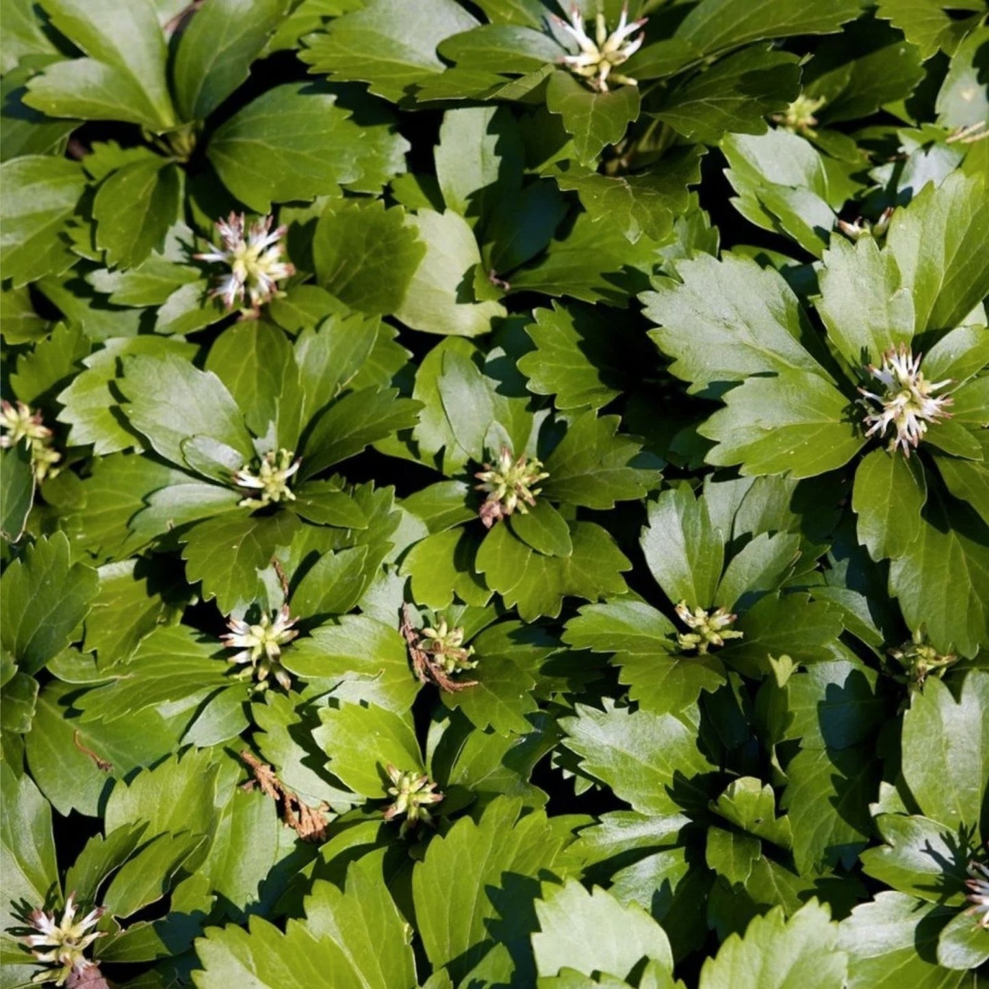 Pachysandra Ground Cover Plants – 20 Well Established Plants with Roots – Pachysandra terminalis – Evergreen Shade Groundcover