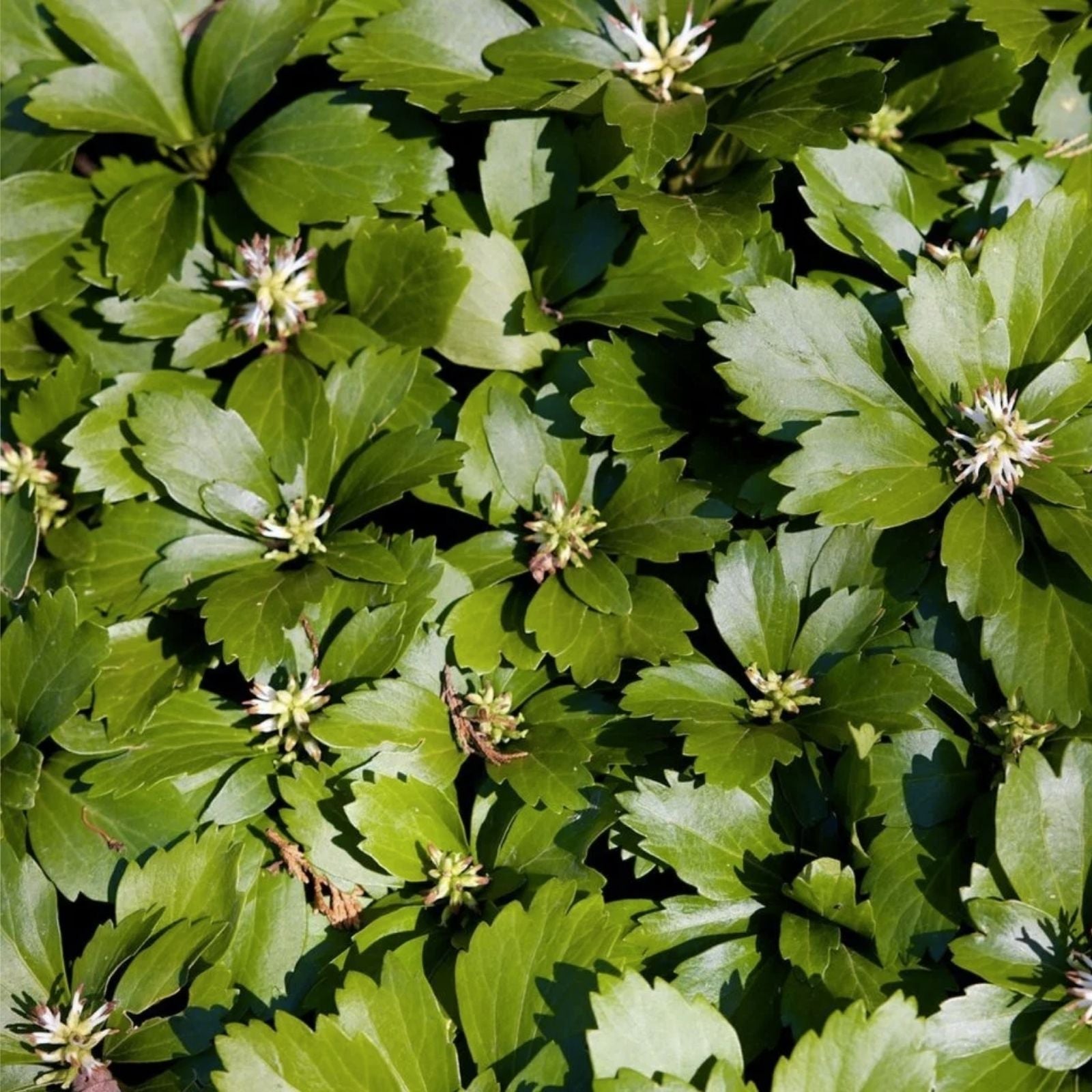 Pachysandra Ground Cover Plants – 20 Well Established Plants with Roots – Pachysandra terminalis – Evergreen Shade Groundcover