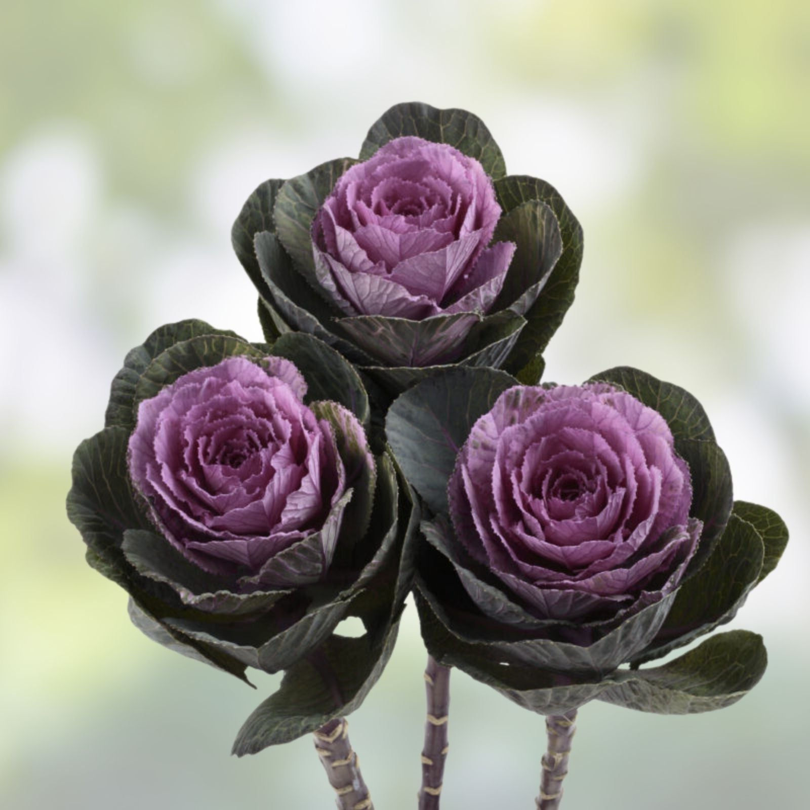 Condor Red Ornamental Kale Seeds, 10 Organic Seeds, Brassica oleracea, USA Grown, Ships Free