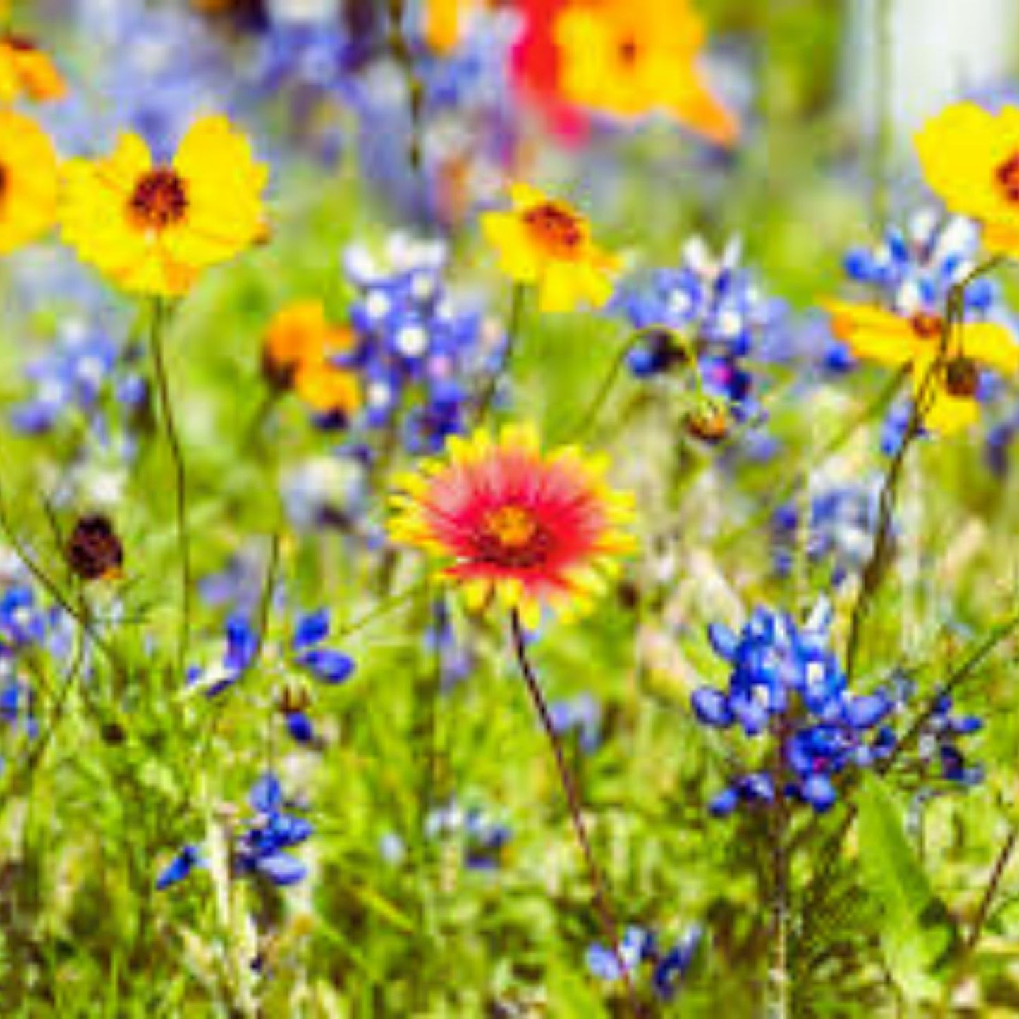 Drought Tolerant Wildflower Seeds Kit – Bulk Open-Pollinated Native Flower Mix for Garden Planting