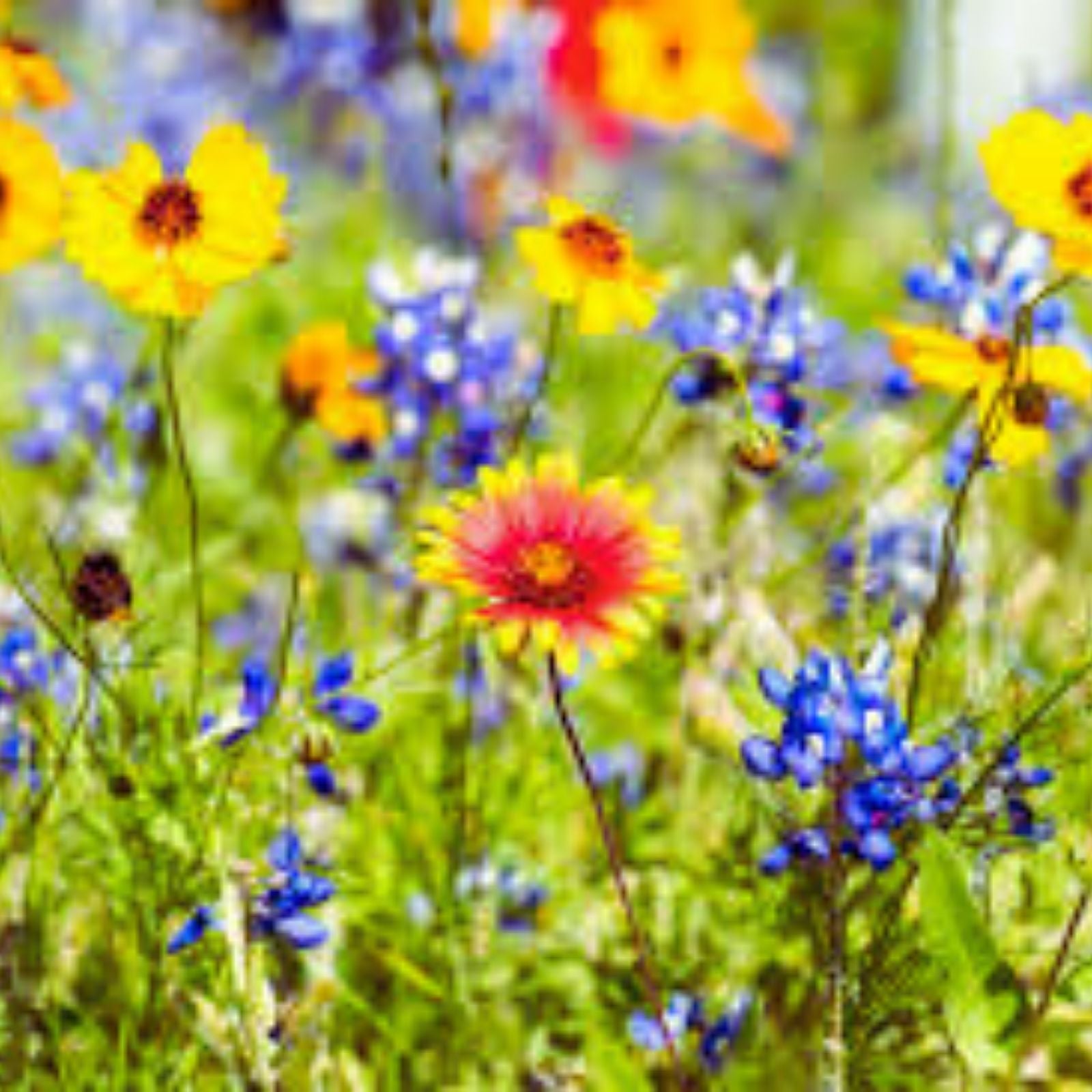 Drought Tolerant Wildflower Seeds Kit – Bulk Open-Pollinated Native Flower Mix for Garden Planting