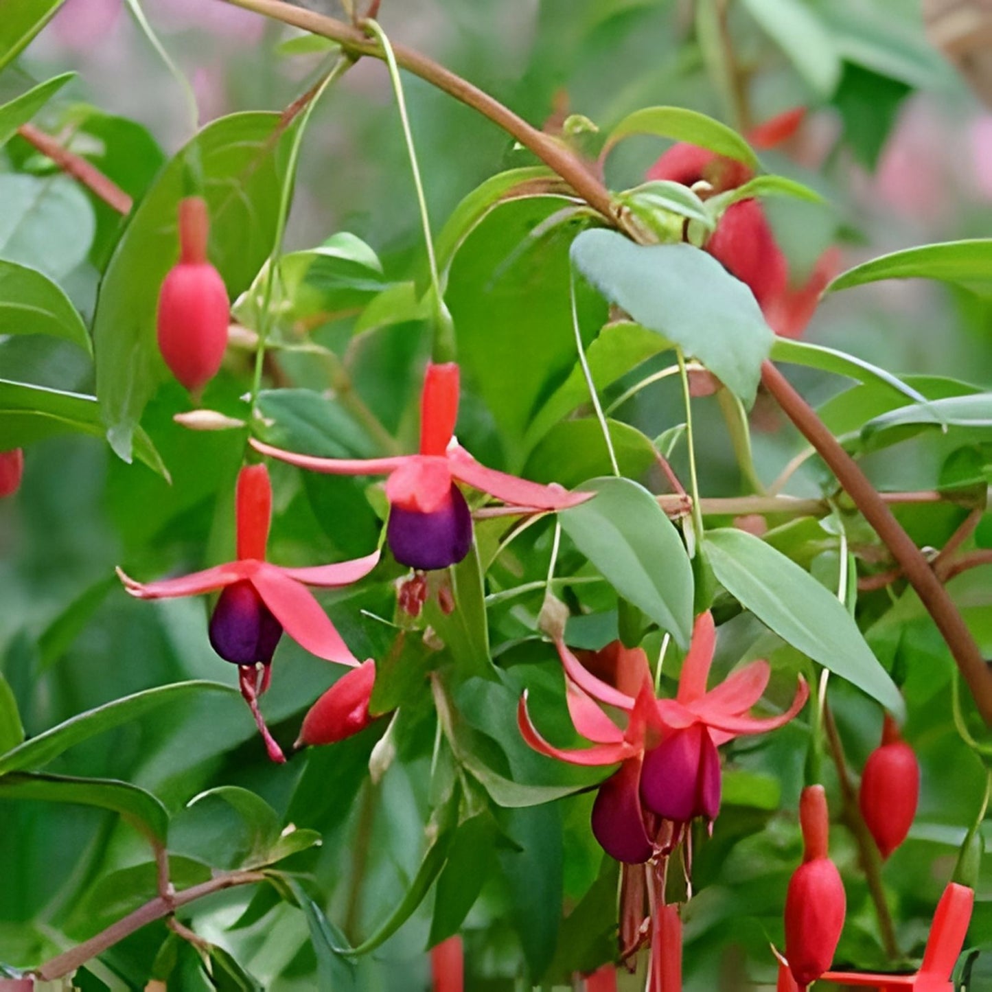 Fuchsia Live Plant 4-6" Dollar Princess Variety Beautiful Flowering Fuchsia magellanica