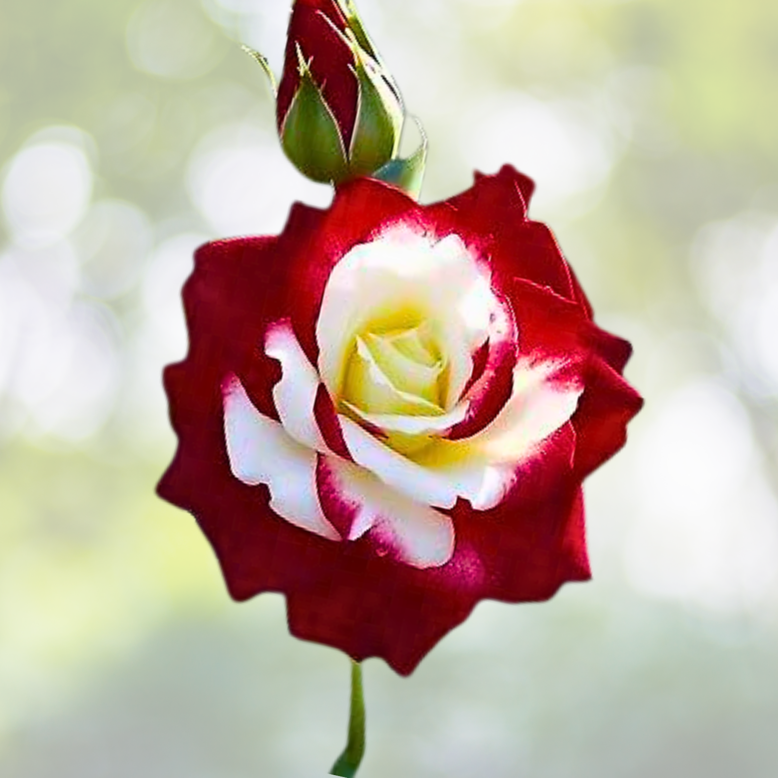 Rare Twin Roses Seeds - 20pcs Non-GMO Heirloom Variety in Stunning Sunset Hues - (Rosa spp.)