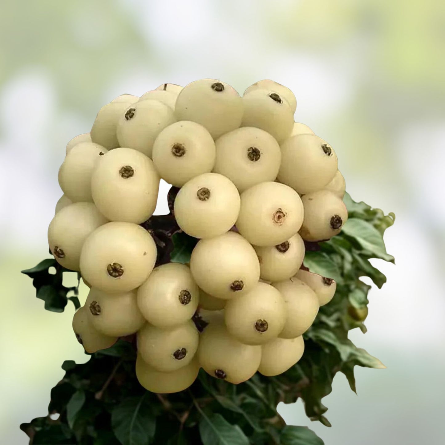 Siberian Dogwood Seeds 50 Count - Cornus alba, Tatarian Dogwood, Hardy Ornamental Shrub Seeds for Planting