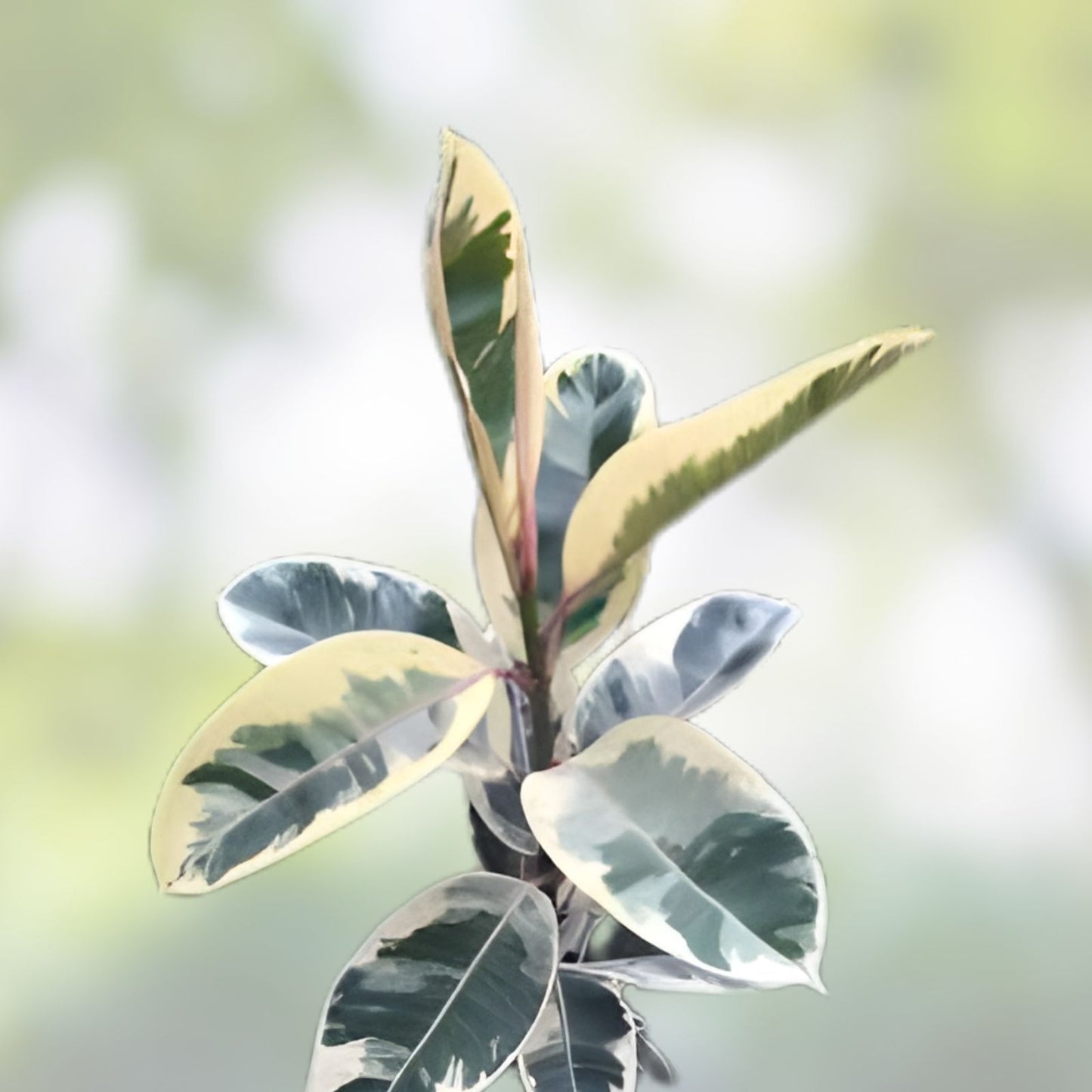 Tineke Rubber Tree Plant - Small Rooted Starter - Ficus elastica - Variegated Green and White Leaves