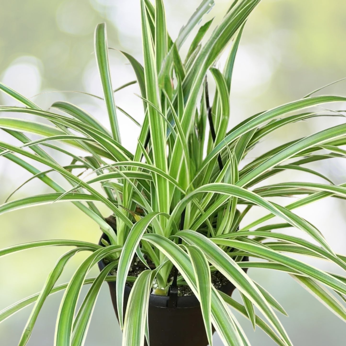 Variegated Spider Plant 6in Hanging Basket Chlorophytum comosum 'Variegatum' Easy Care Indoor Houseplant