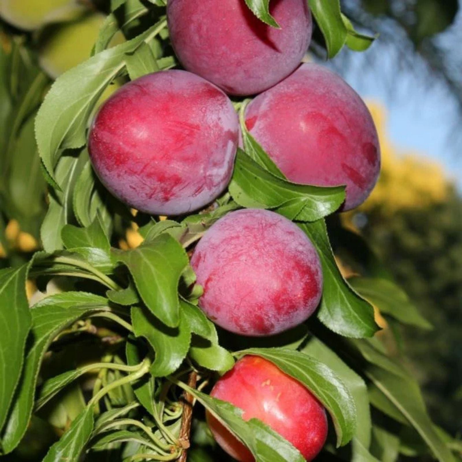 Fresh Cuttings Santa Rosa Plum Tree - Sweet Fruit, Hardy Prunus salicina, No Roots, Planting Instructions