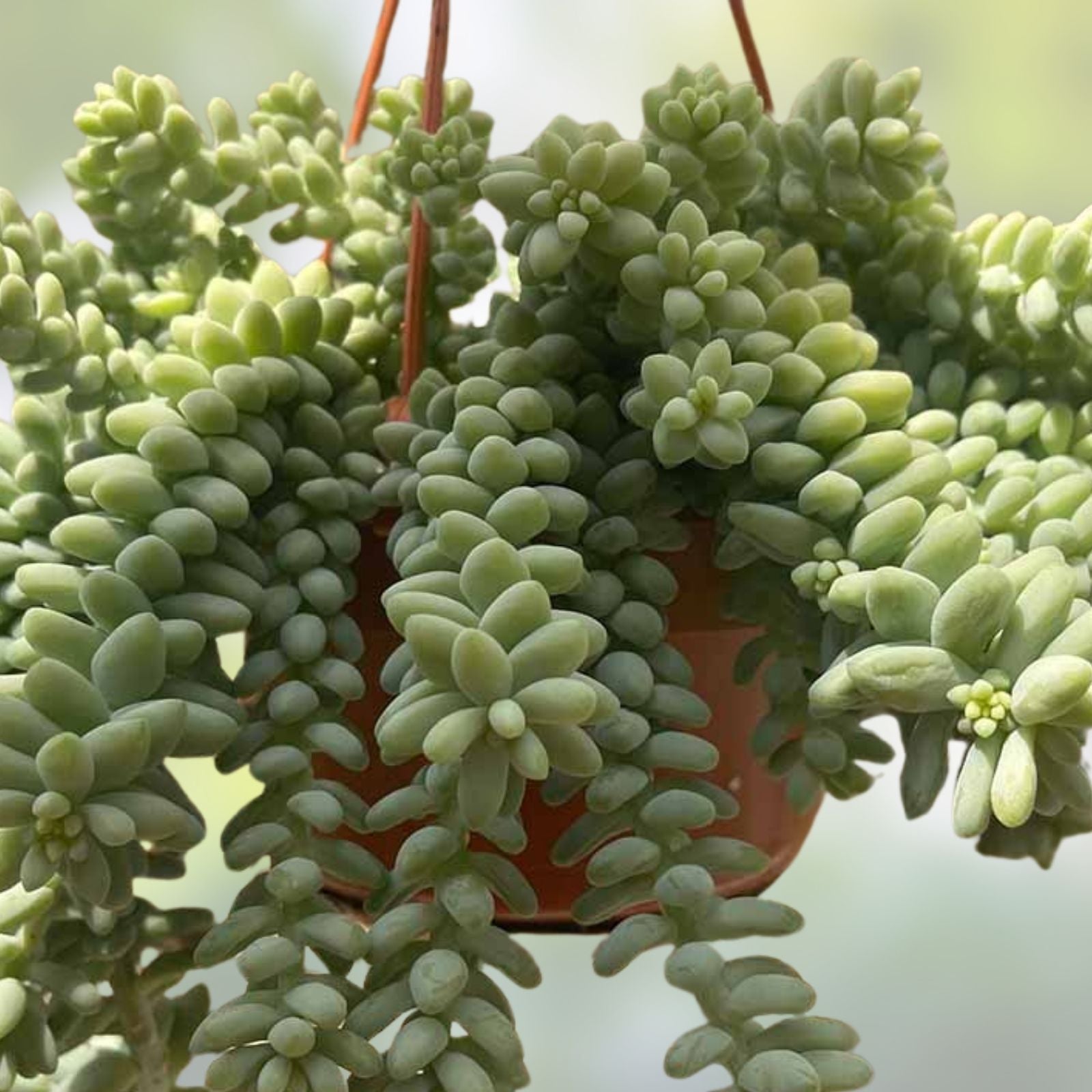 5" Donkey's Tail Succulent Cuttings - Sedum Morganianum, Burro's Tail, Easy Care Indoor Plant, Succulent Propagation