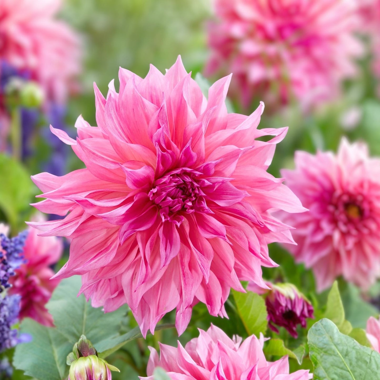 Dahlia Plant Bulb 8-10" Double Rose Pink Blooms Decorative Deer Resistant Dahlia spp.