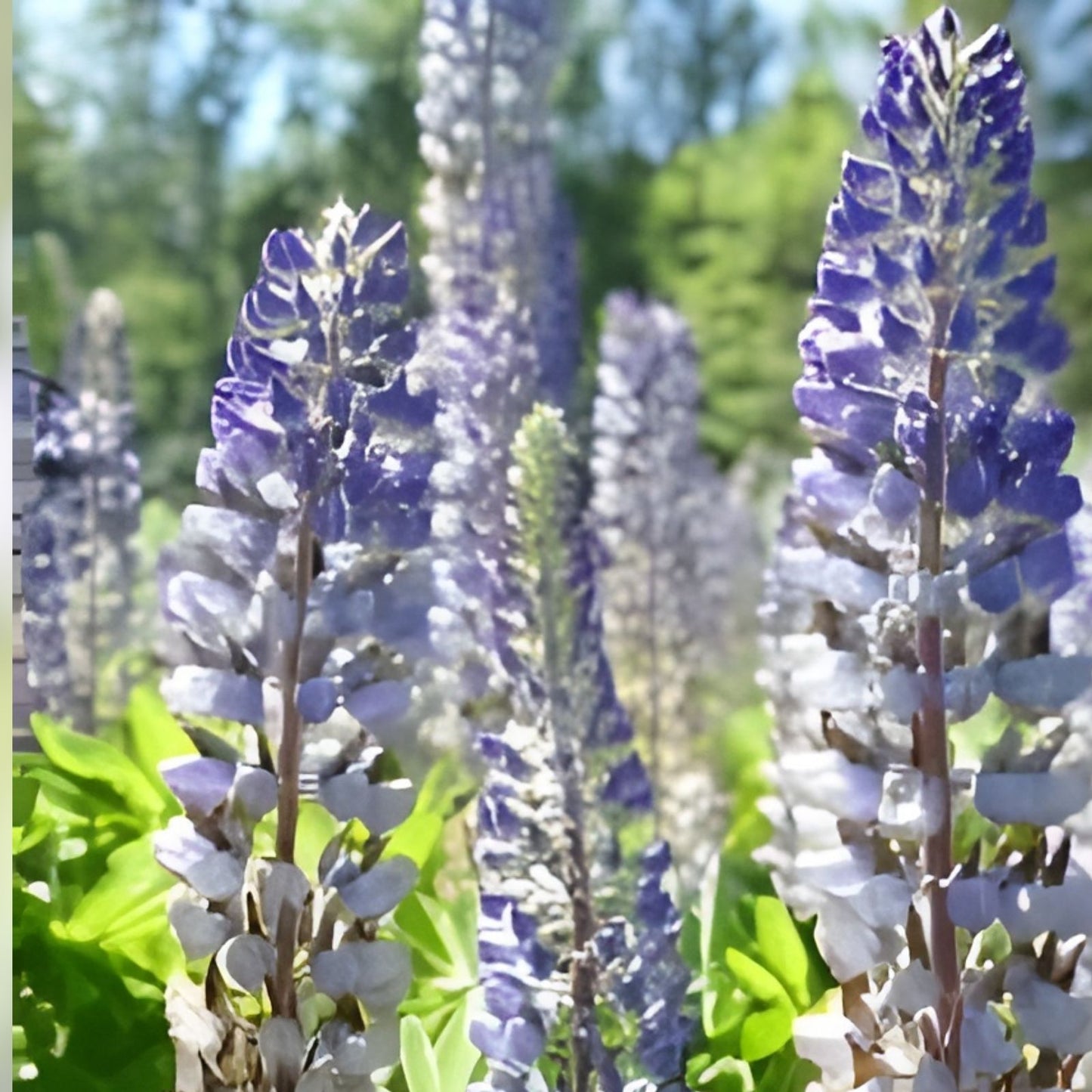 Russell Purple Lupine Seeds 60 Organic Perennial Seeds Lupinus polyphyllus USA Grown Free Shipping