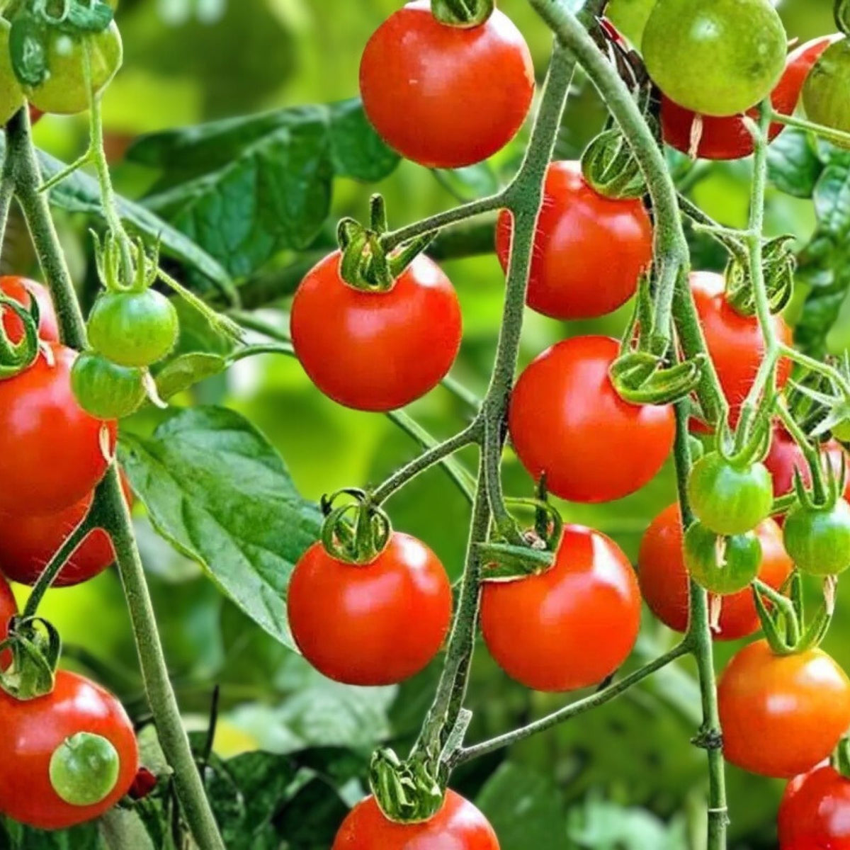 Super Sweet Tomato Seeds 50+ Non-GMO, Prolific Flavorful Heirloom Garden Vegetable Seeds Solanum lycopersicum
