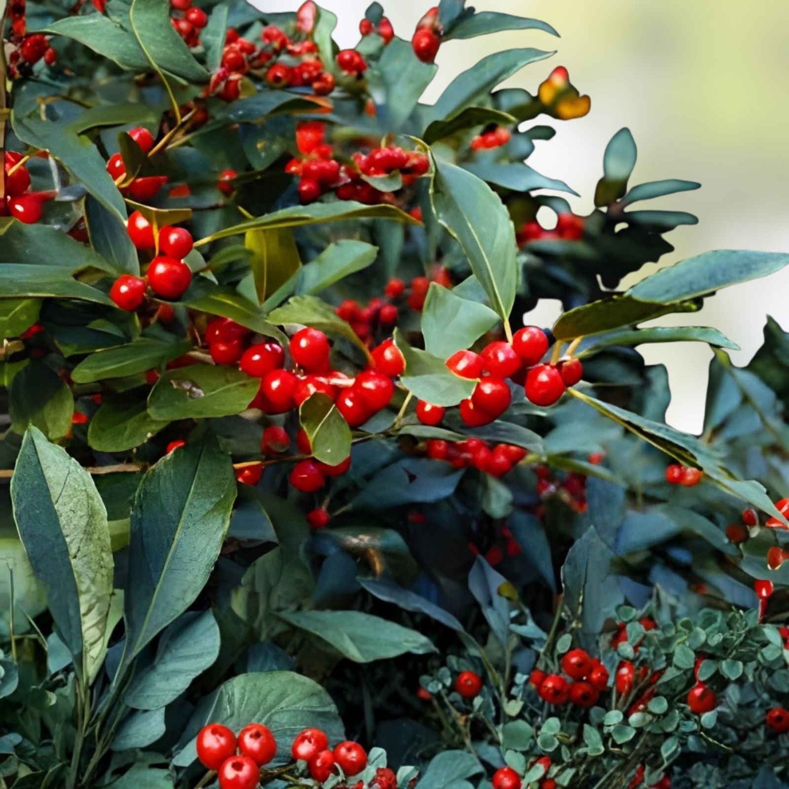 Winterberry Seeds 100pcs for Planting, Ilex verticillata, Native Deciduous Shrub, Garden Planting, Celastrales