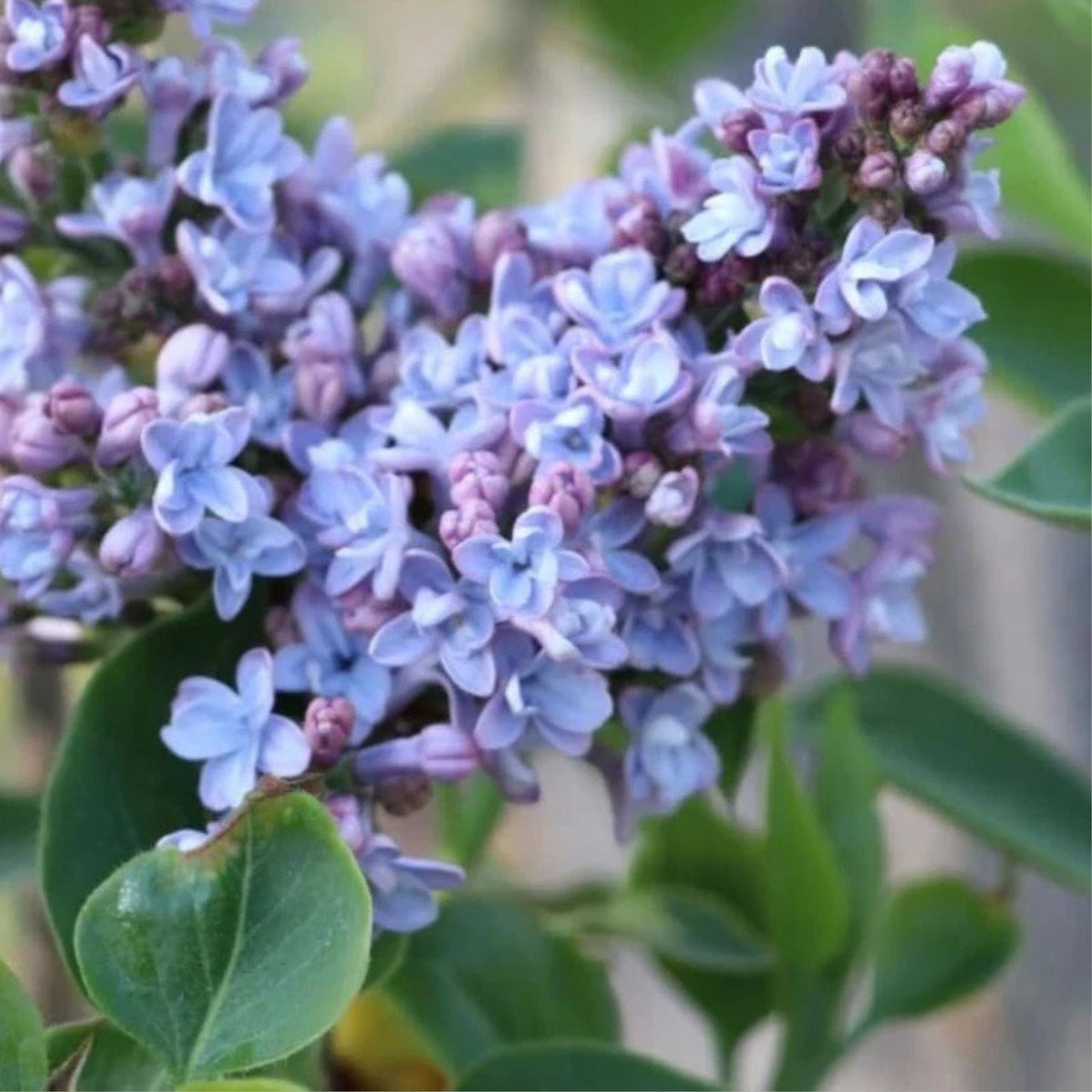 Common Lilac Live Plant 4" Pot Cold Hardy Double Blue Lilac Bush Syringa vulgaris