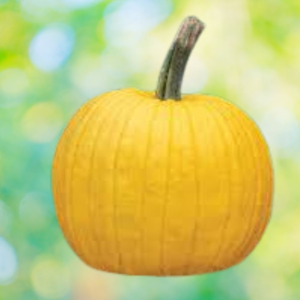 Organic Mellow Yellow Pumpkin Seeds 10 Count USA Grown Cucurbita pepo Home Garden Plant