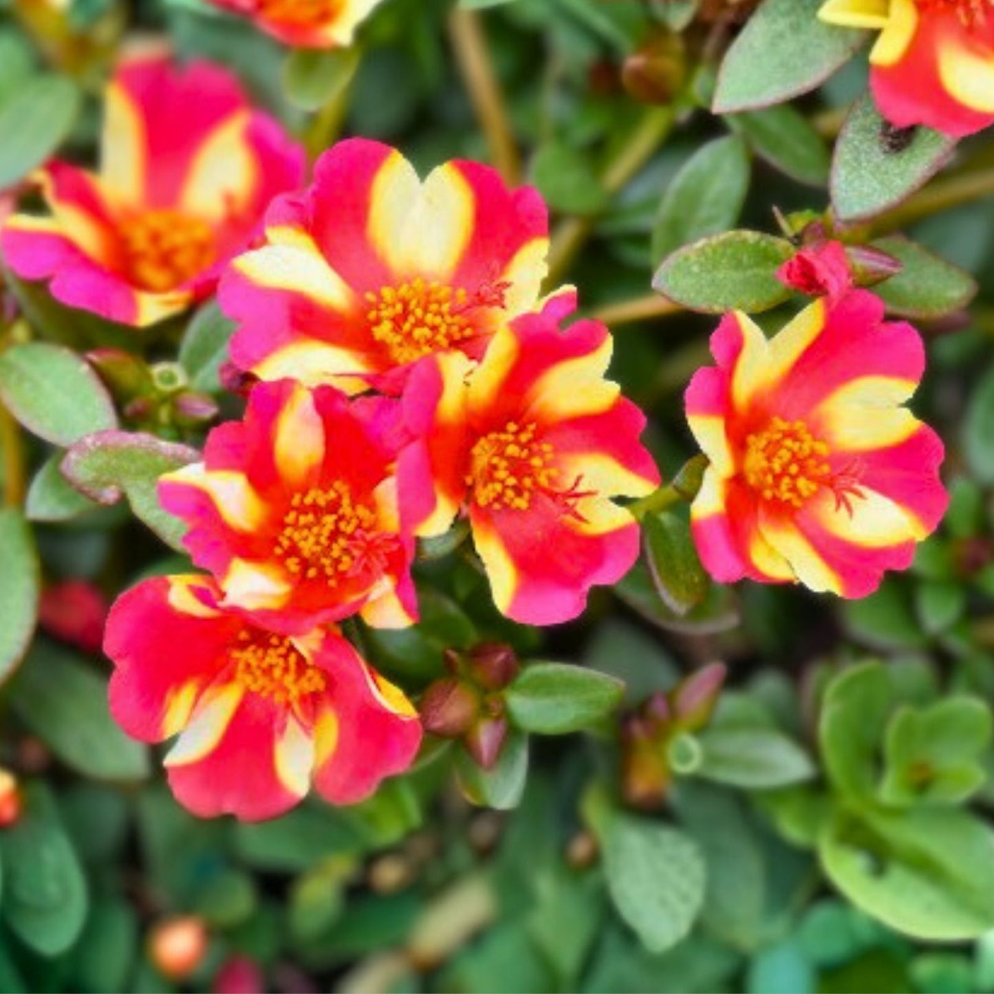 Watermelon Punch Portulaca Succulent Ground Cover Plant - Purslane - US Seller