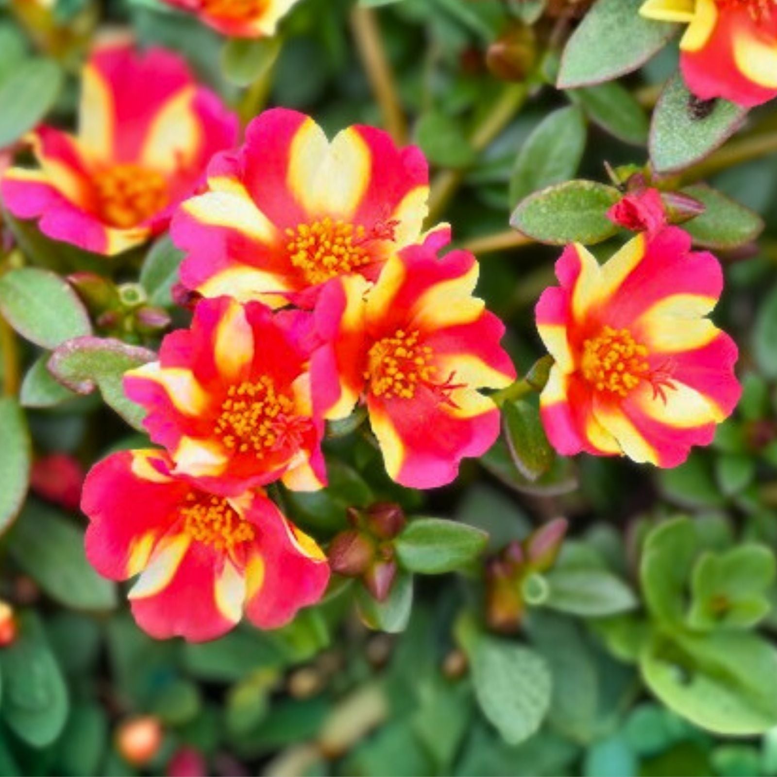 Watermelon Punch Portulaca Succulent Ground Cover Plant - Purslane - US Seller