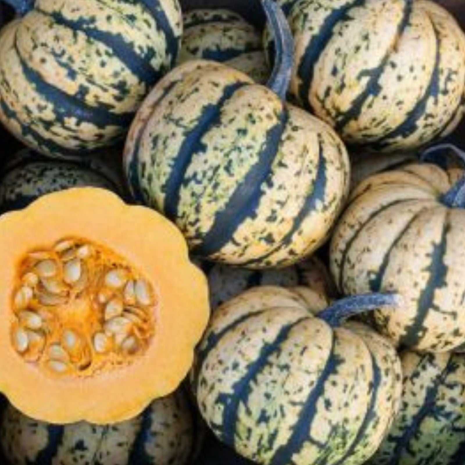 Honey Bun Acorn Squash Seeds, 10 Heirloom Seeds, Cucurbita pepo, Organic Acorn Squash Seeds for Gardening