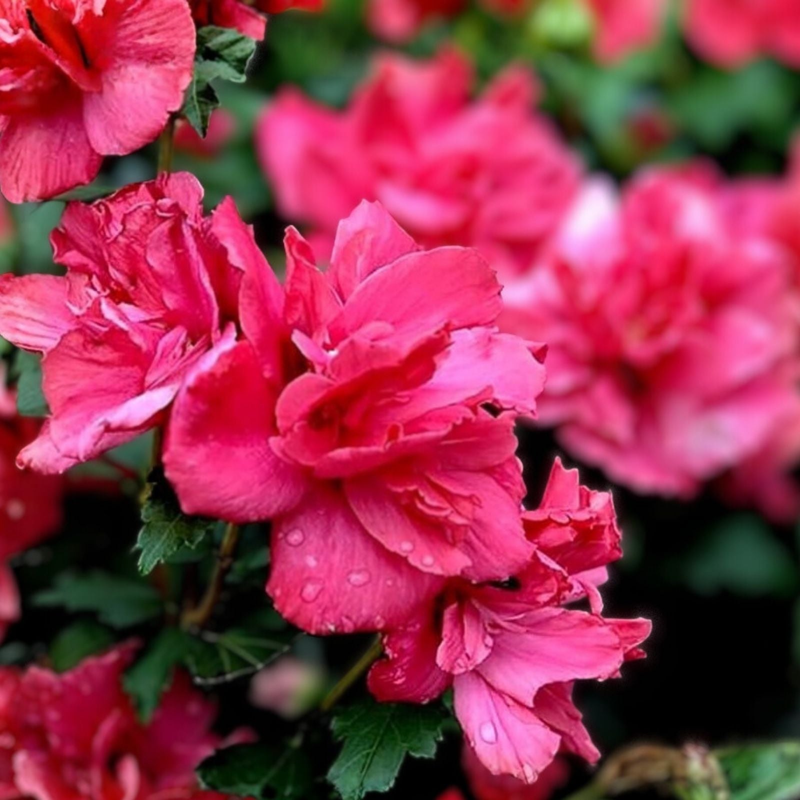 Hibiscus Syriacus Live Plant - 12-16" Bareroot Double Red Flowers - Lucy Rose of Sharon Hardy Shrub