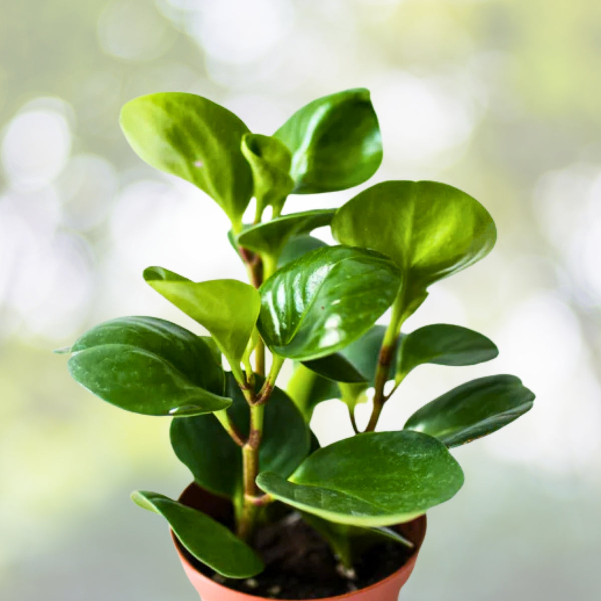 Peperomia Obtusifolia 3in Pot | Baby Rubber Plant | Easy Care Indoor Houseplant | Pet Friendly Live Plant