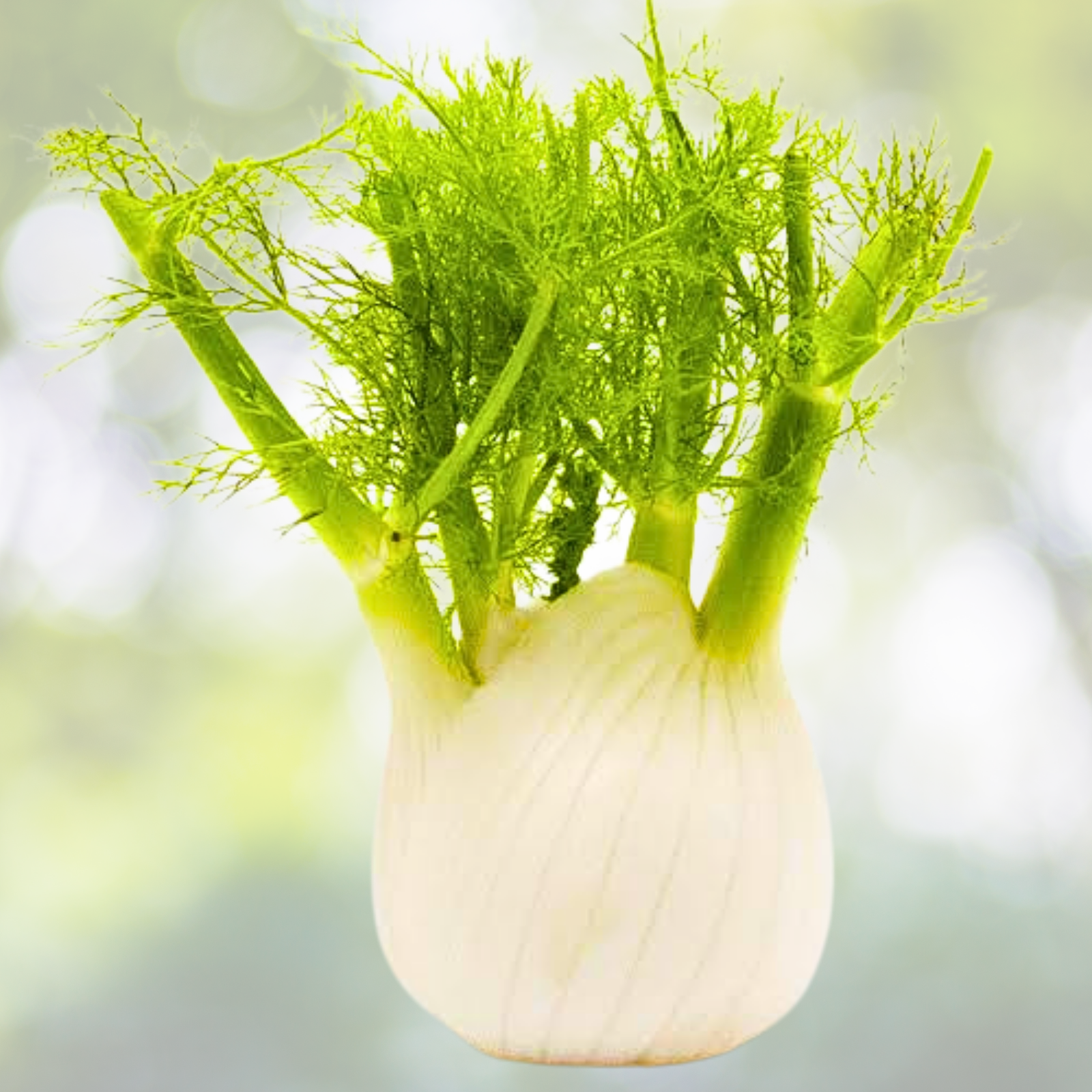 Fennel Seeds - 200 Non-GMO Florence Herb Seeds - Swallowtail Butterfly Host Plant - Foeniculum vulgare var. dulce