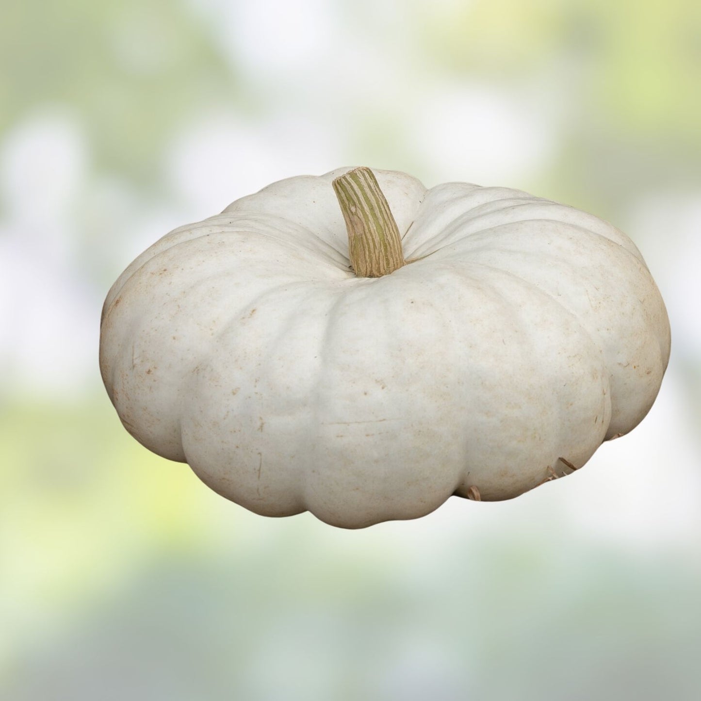 White Flat Stacker Pumpkin Seeds for Planting, 10 Seeds, Cucurbita pepo, Heirloom Variety, Organic Pumpkin Seeds