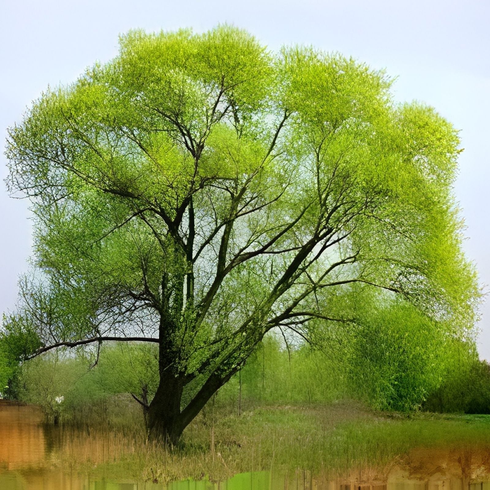 Black Willow Tree Cuttings 6 Pack - Fast Growing Salix nigra Ornamental Shrubs for Landscaping