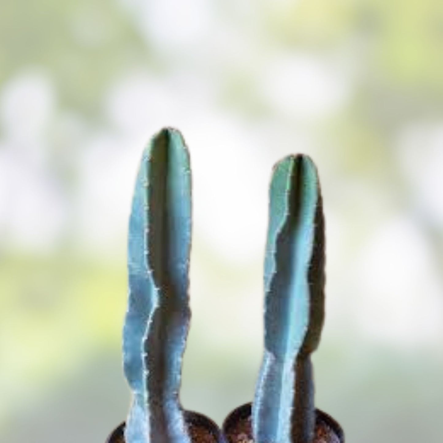 Cereus Peru Cactus Cutting 21 cm, Unique Columnar Variety, Cereus peruvianus Succulent Plant for Garden and Indoor Decor