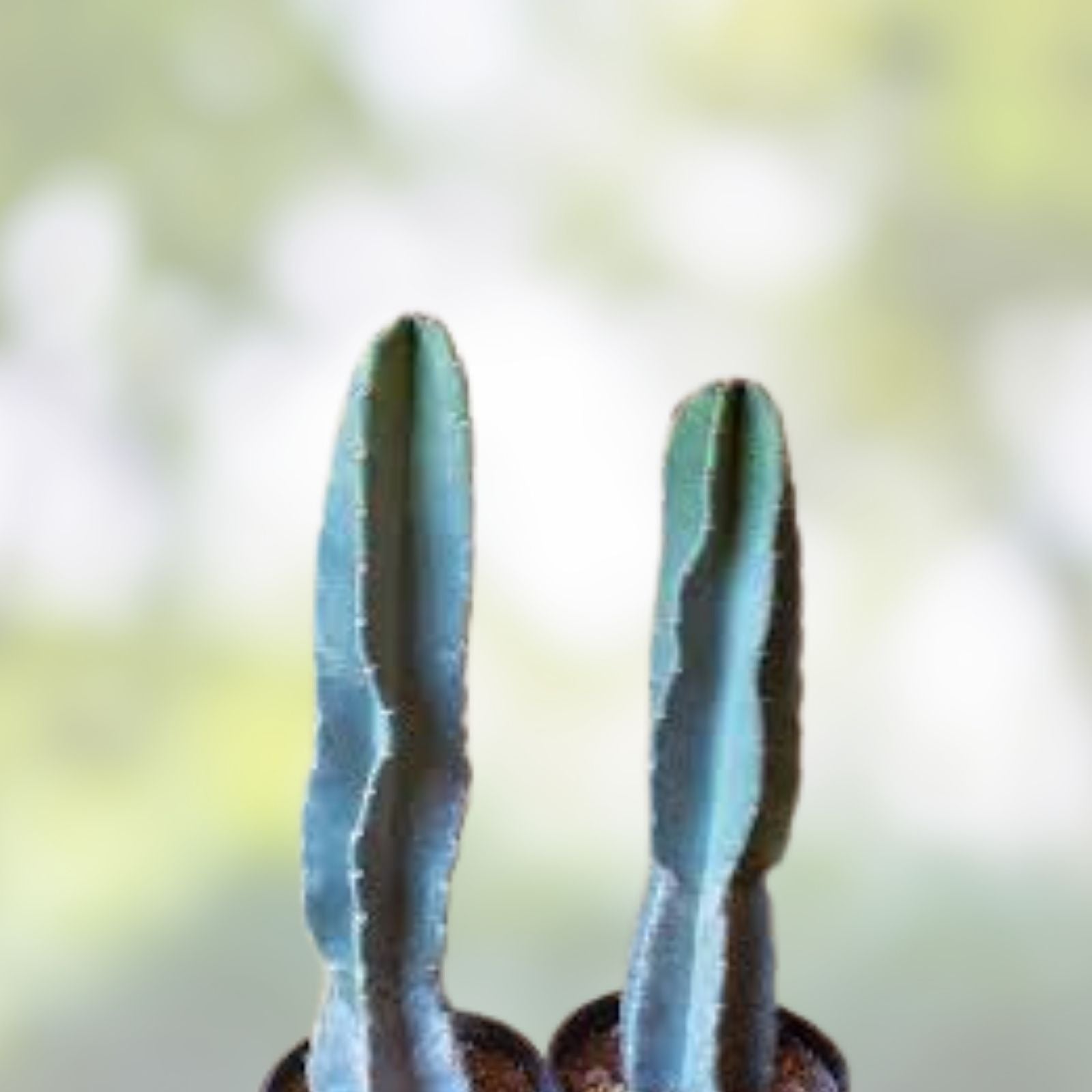 Cereus Peru Cactus Cutting 21 cm, Unique Columnar Variety, Cereus peruvianus Succulent Plant for Garden and Indoor Decor