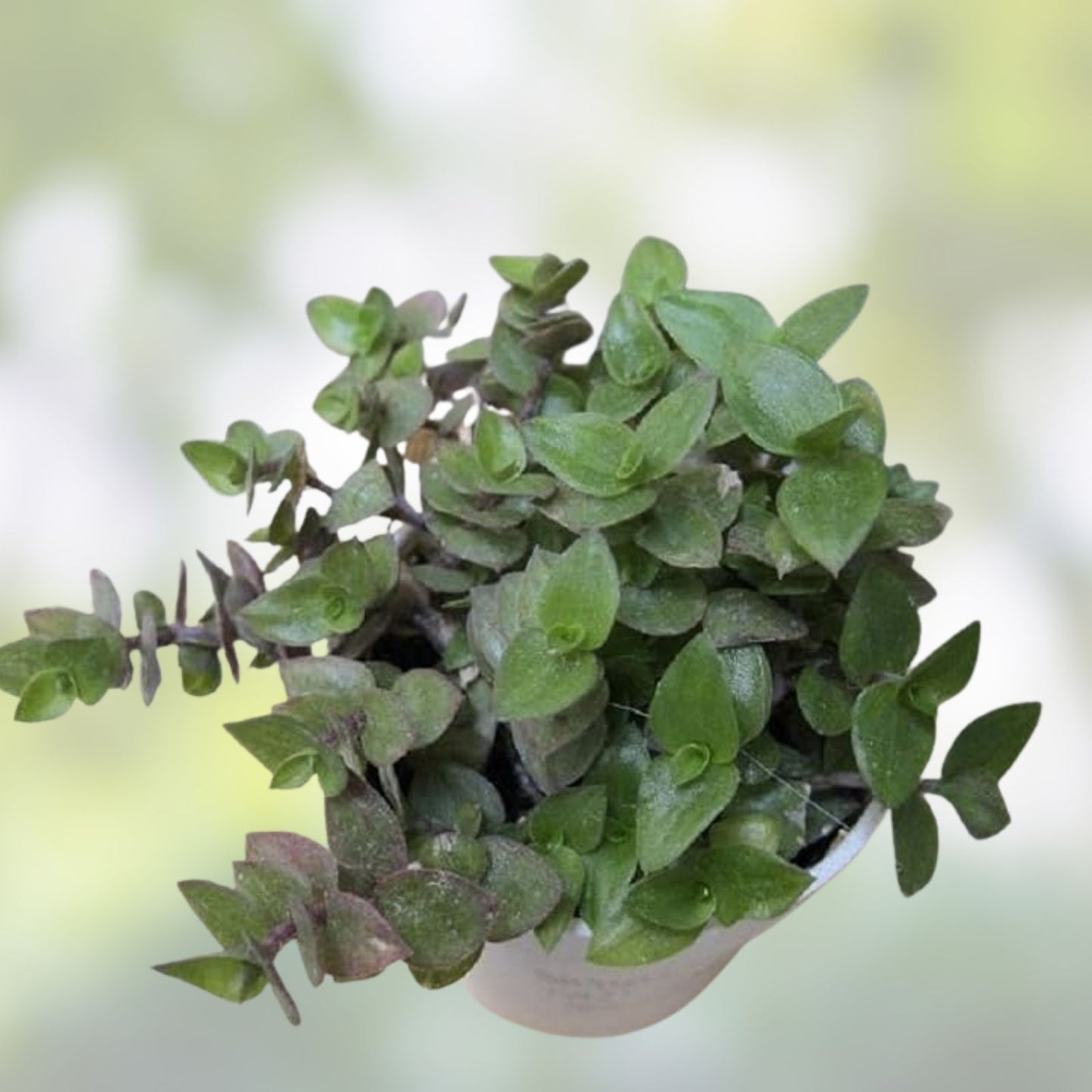 Dwarf Bolivian Wandering Jew Cuttings - Tradescantia Repens - 60 Pieces - Indoor Plant, Easy Care, Gift for Mother or Friend