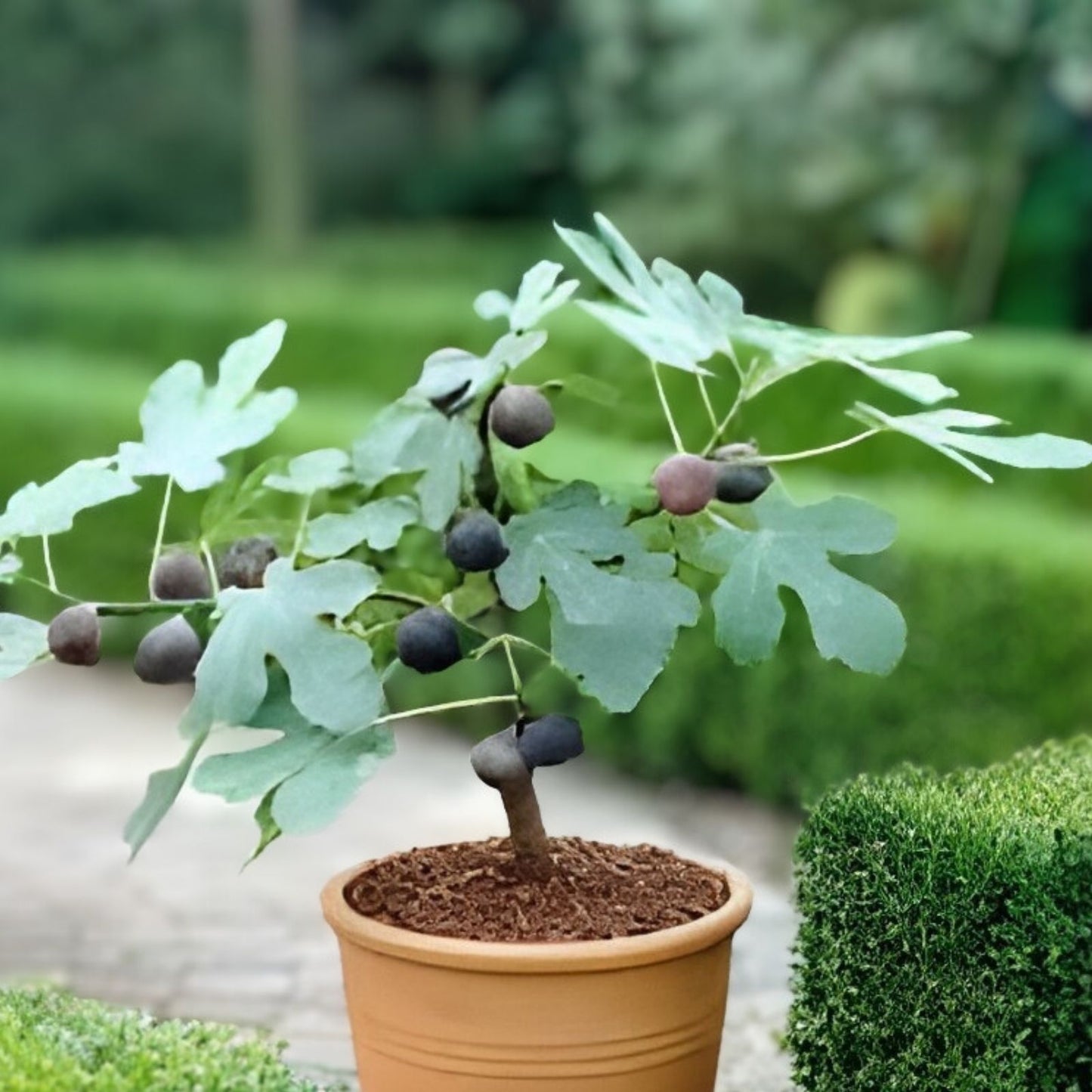 Chicago Hardy Fig Live Plant - 14 Inch Ficus carica Edible Fruit Bare Root Tree for Garden and Patio