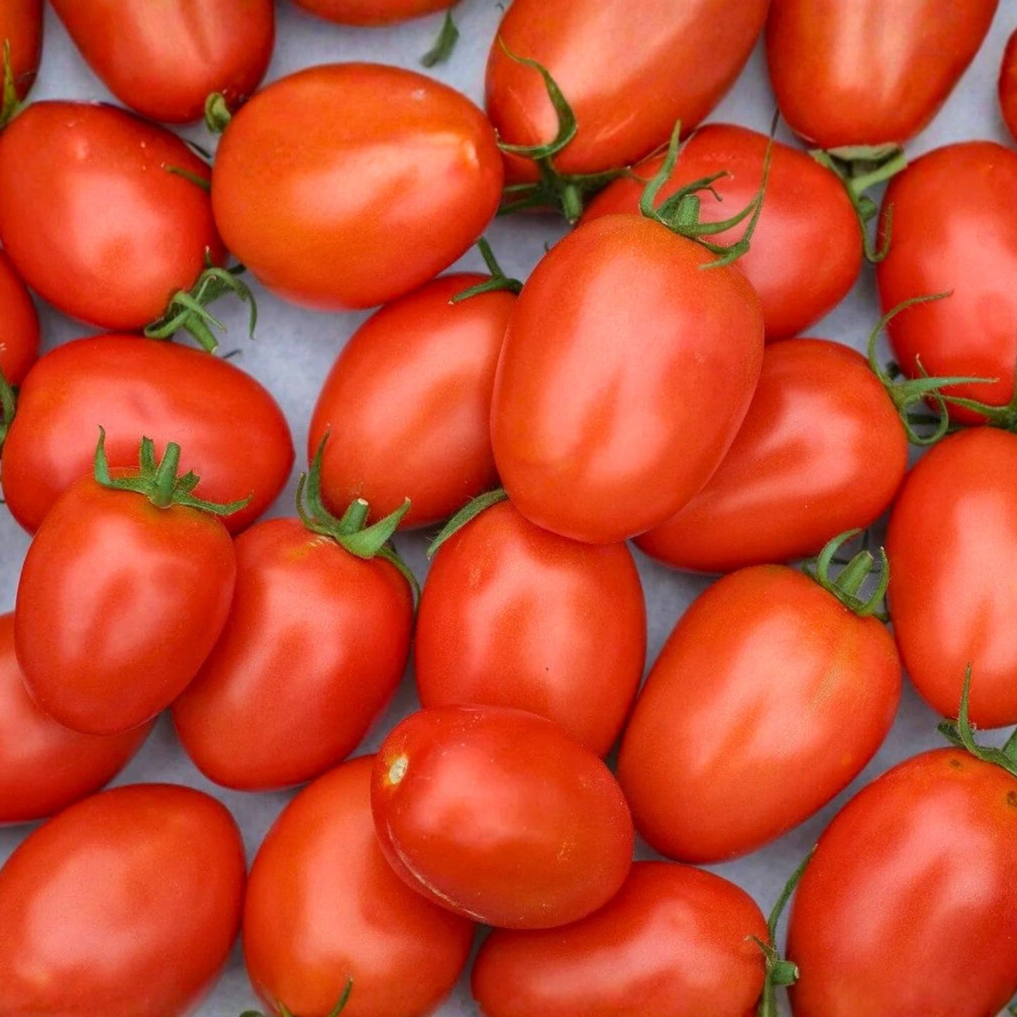Italian Roma Tomato Seeds - Heirloom Non-GMO 100 Seeds for Home Gardening - Solanum lycopersicum