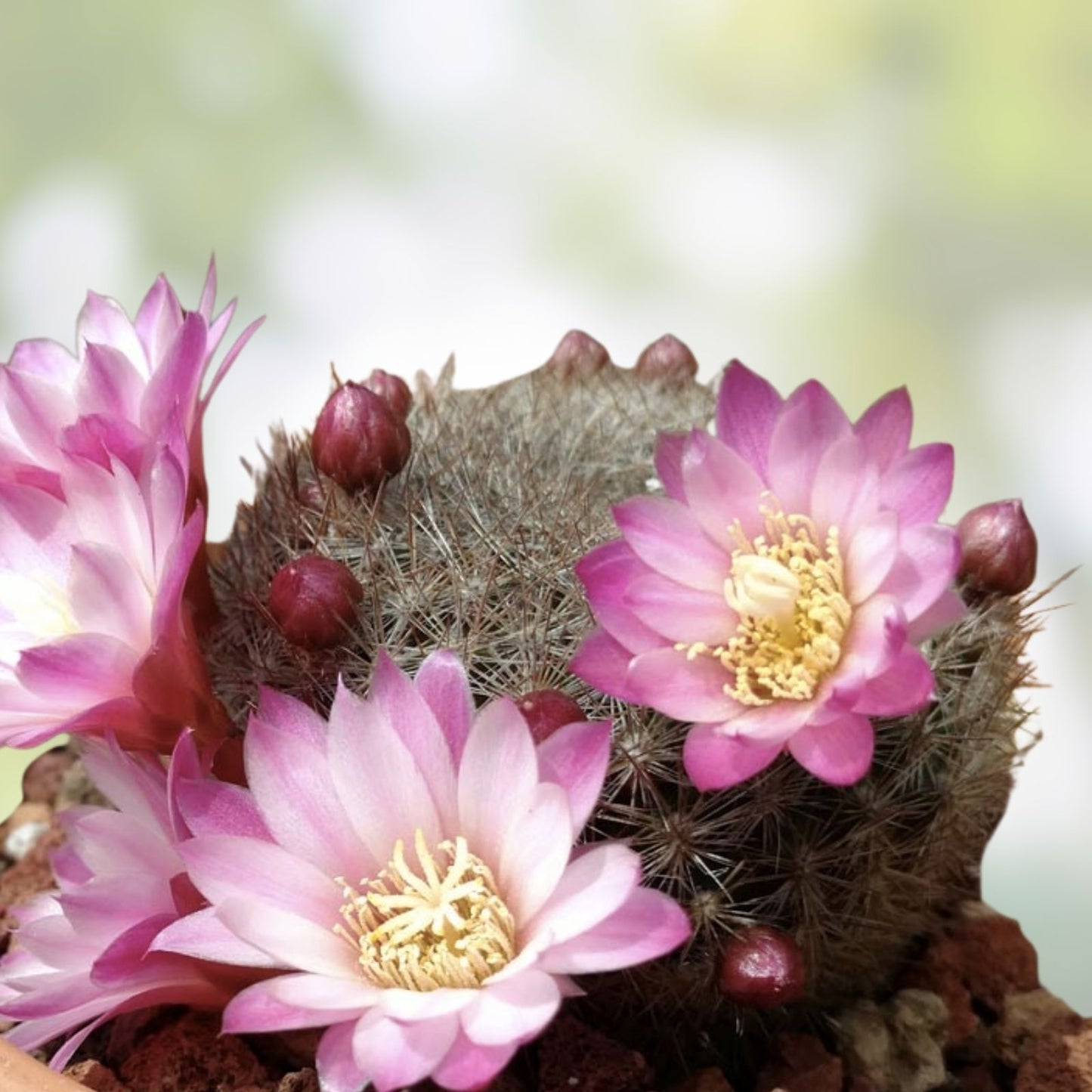 Rebutia Narvaecensis Cactus Plant | Live Succulent | Small Indoor Plant | Easy Care Desert Cactus