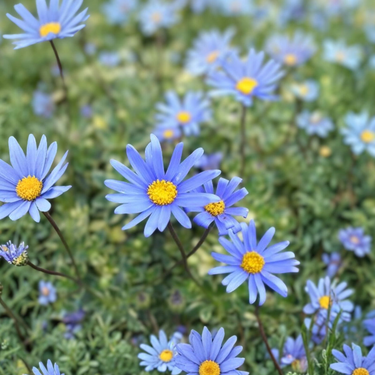 Blue Daisy Perennial Plant - 15" Tall - Quart Pot - Felicia amelloides - Vibrant Blue Flowers for Garden or Landscape