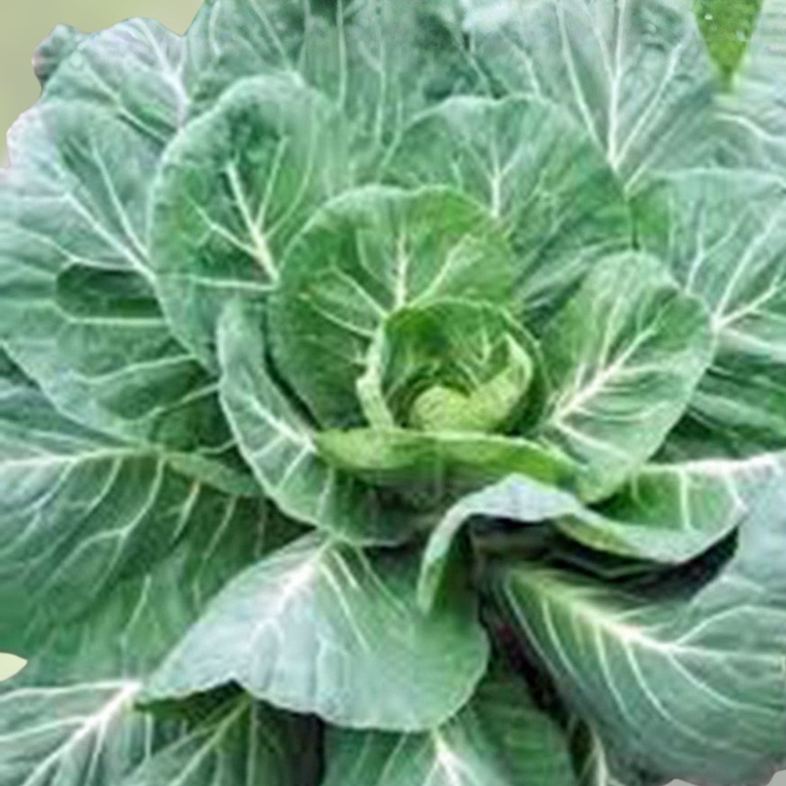 Collard Greens Seeds 50+ Heirloom Georgia Southern Non-GMO Brassica oleracea for Cooking and Gardening