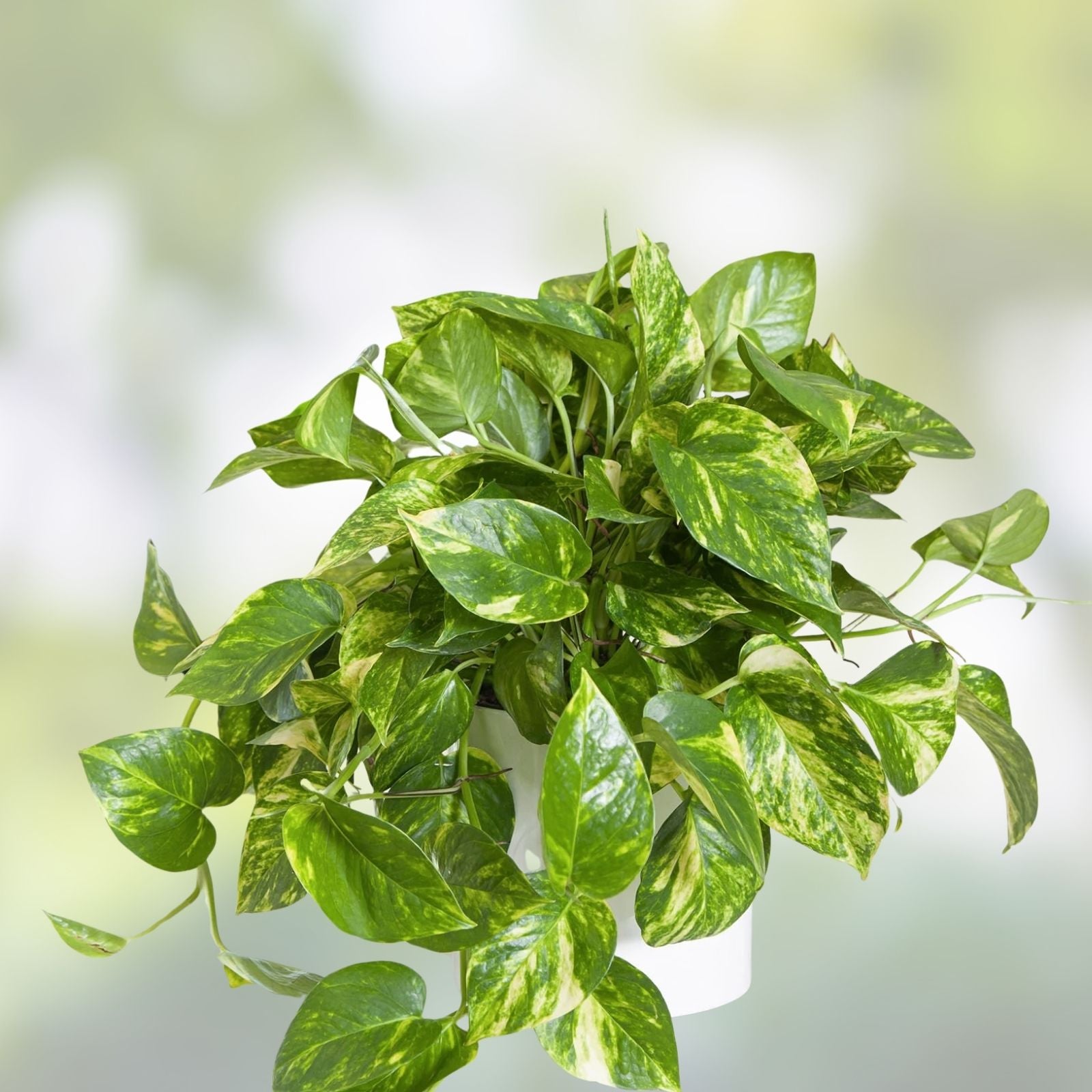 Giant Variegated Golden Pothos Cuttings - 3 Node Hawaiian Epipremnum aureum, Indoor Plant, Trailing Houseplant
