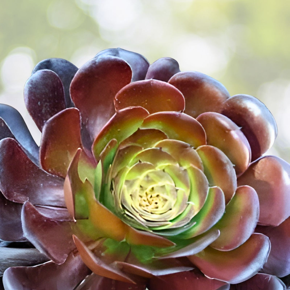 Aeonium Succulent Cuttings Lot 3-5” Green Red Variety, Echeveria, Indoor Drought-Tolerant Easy Care Plant (Aeonium)