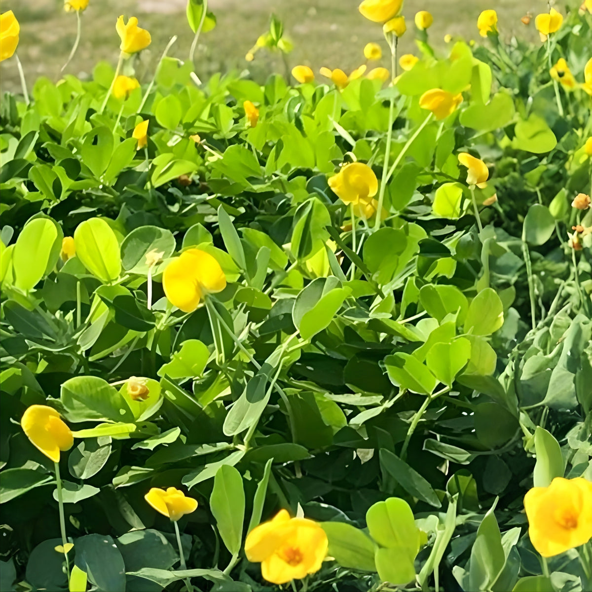 Lush Ornamental Peanut Grass 6in Pot Ground Cover Arachis pintoi Drought Tolerant Perennial Erosion Control