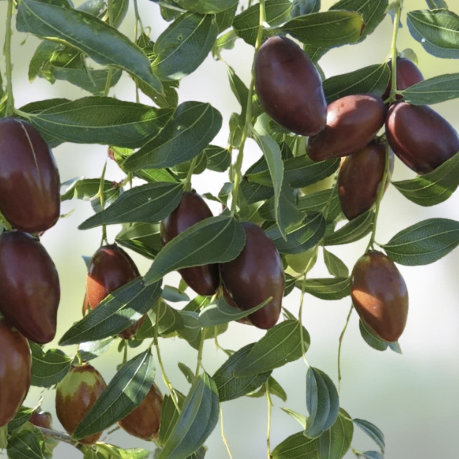 Sour Jujube Rootstock Small Tree Plant for Grafting Fruits - Ziziphus jujuba - Pot Included