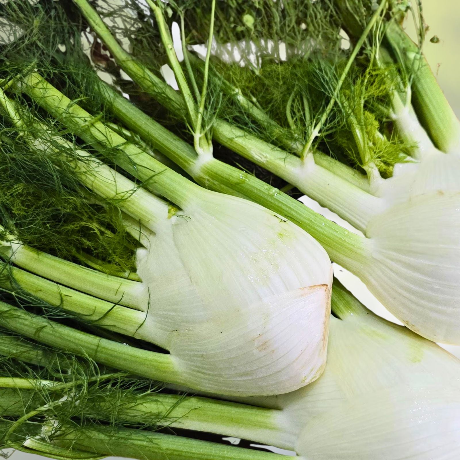 Heirloom Fennel Seeds 200+ Non-GMO Florence Fennel Seeds for Home Gardening Foeniculum vulgare var. dulce