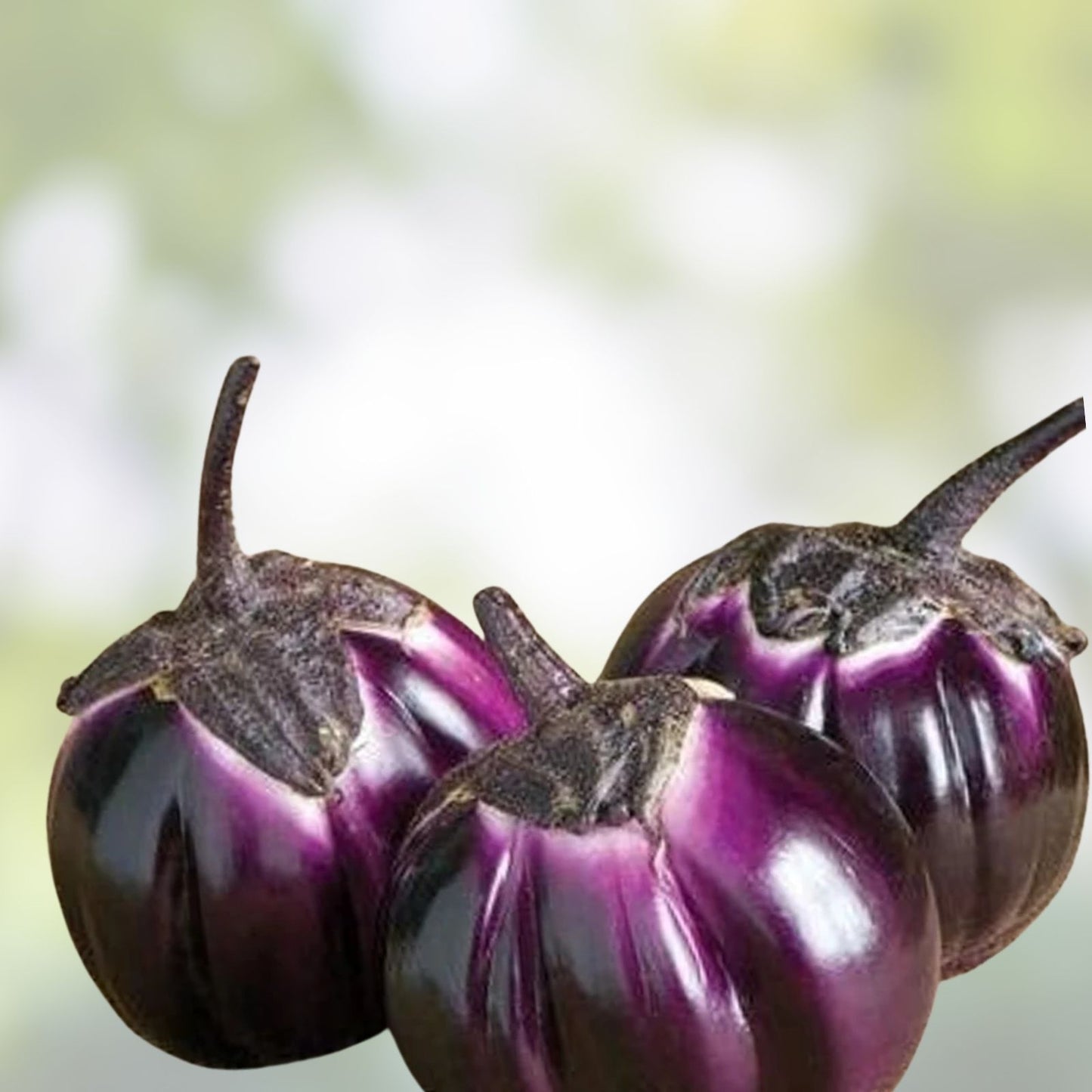 Barbarella Eggplant Seeds – 50 Non-GMO Seeds for Planting – Exotic Variety – Solanum melongena