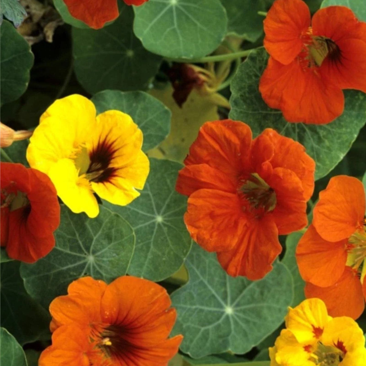 Nasturtium Live Plants 2 Pack 4 Inch Pot Kaleidoscope Mix Tropaeolum Majus
