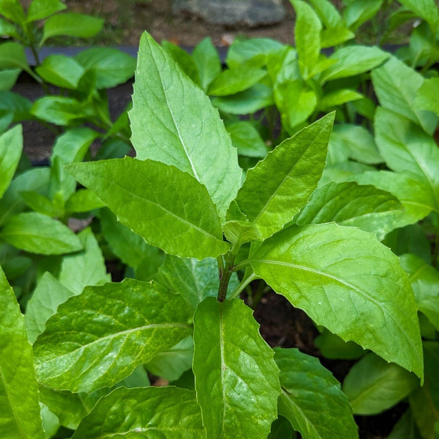 Longevity Spinach Cuttings - 4 Gynura Procumbens Plant Clippings for Easy Home Gardening